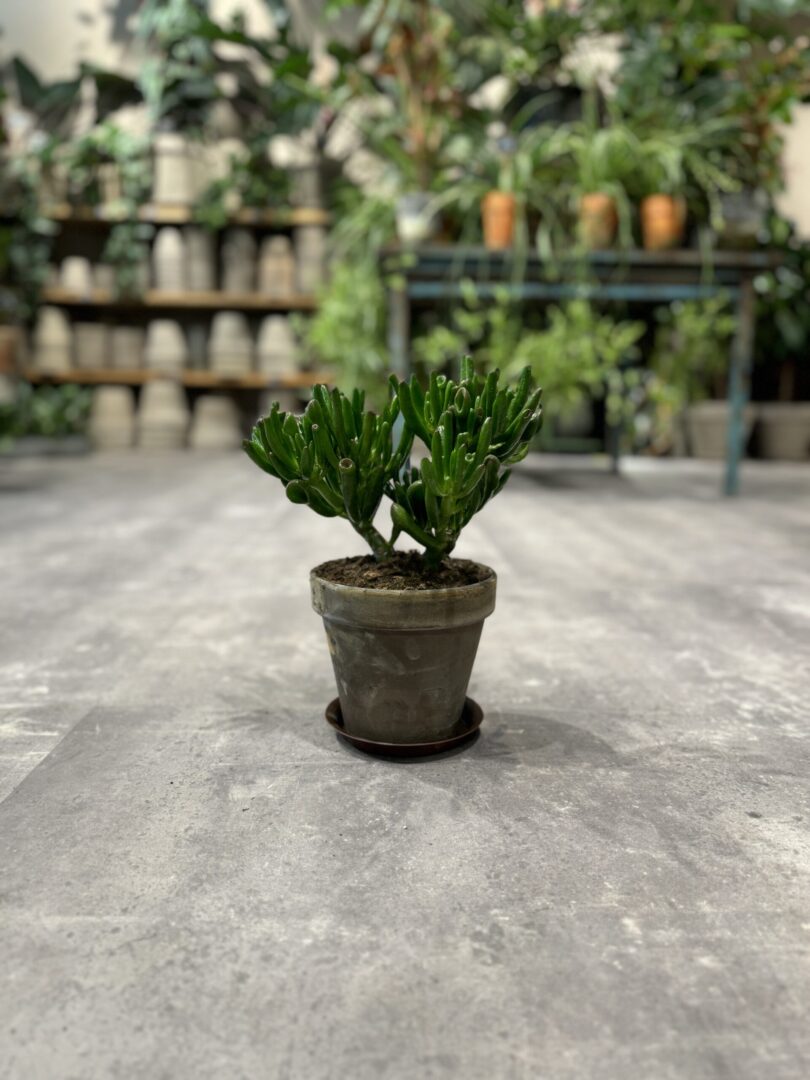 Horn Tree - Happyflower-dk