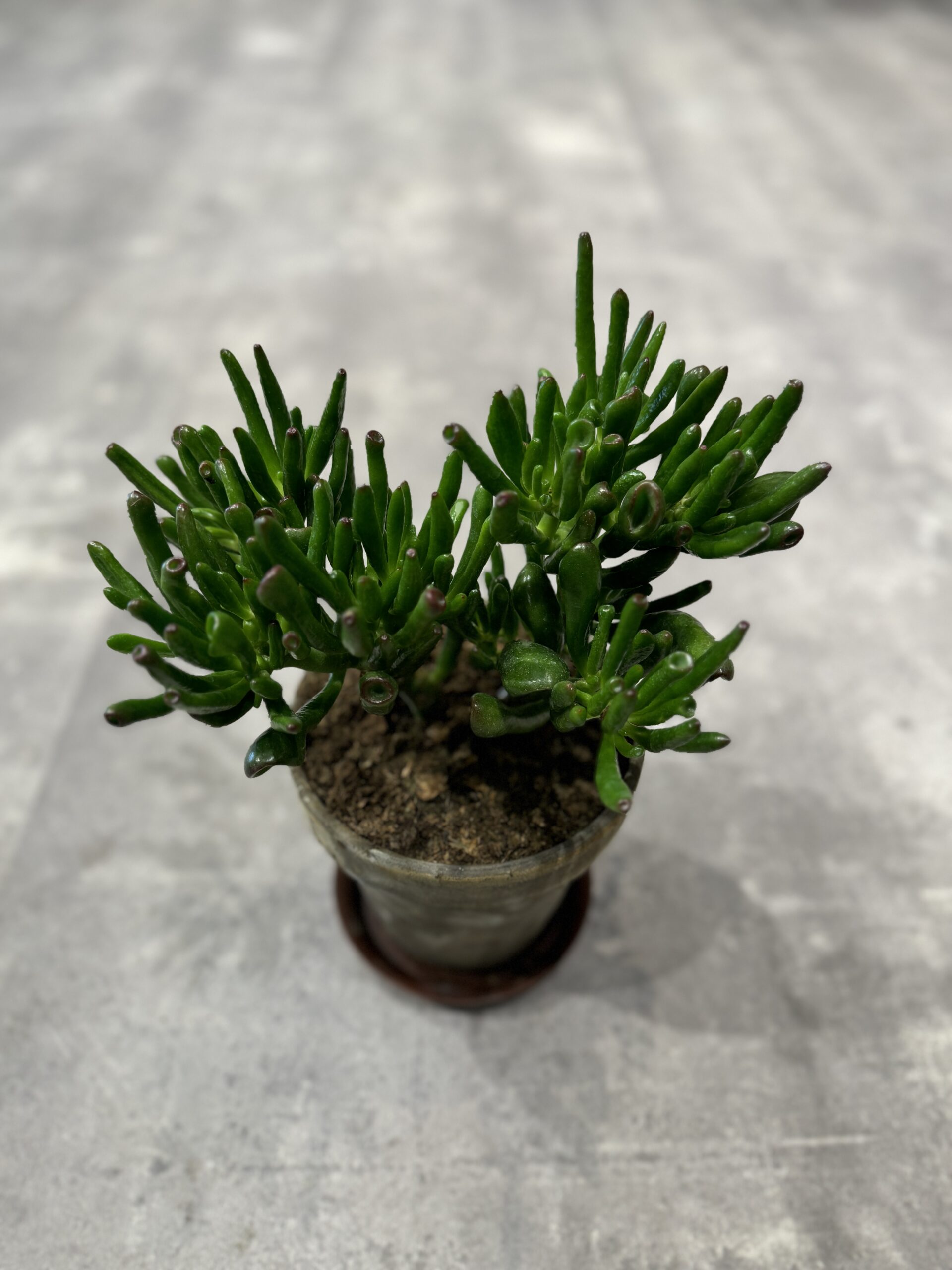 Horn Tree stueplante - Happyflower-dk