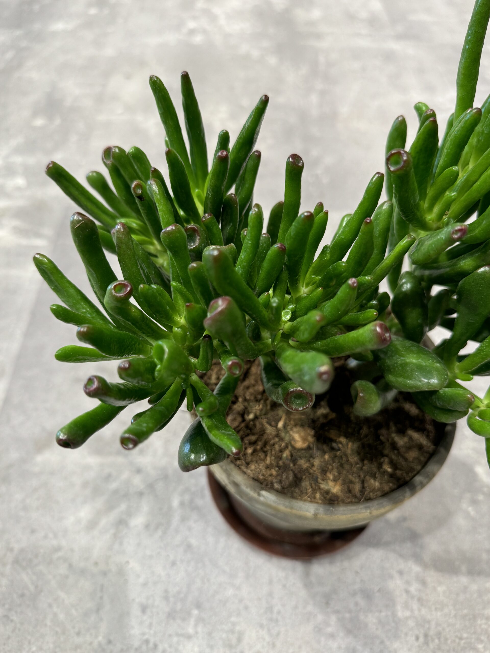 Horn Tree succulent - Happyflower-dk