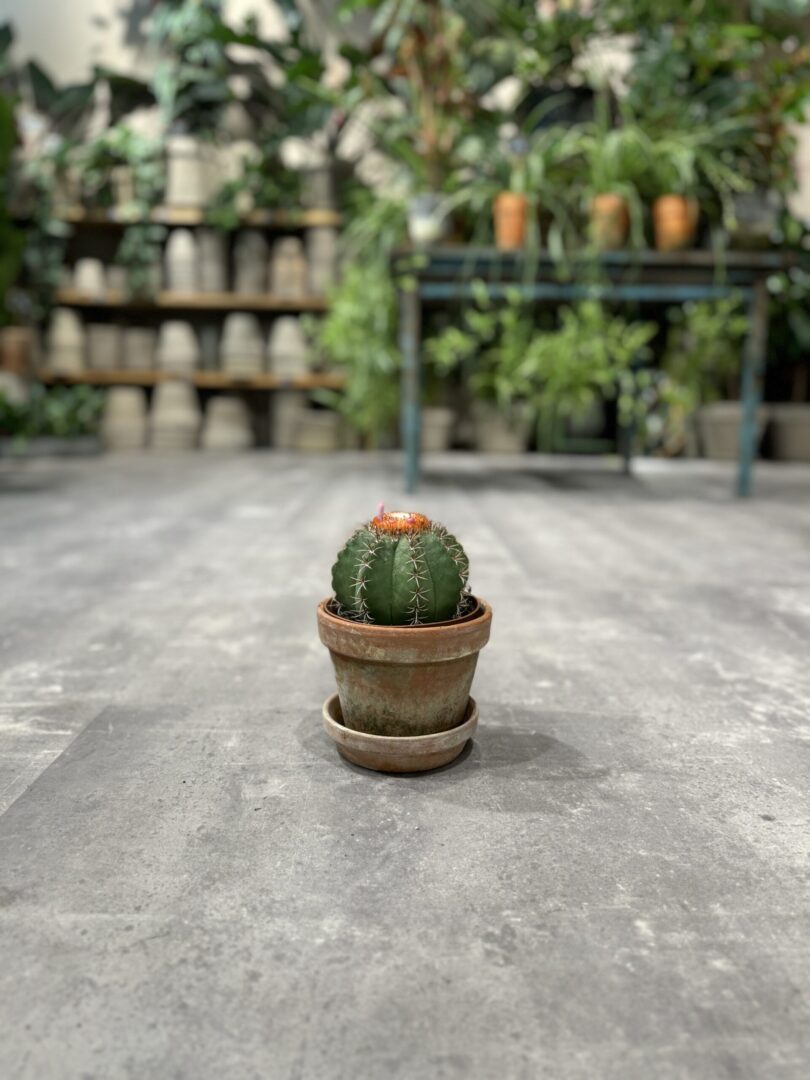 Melocactus - Happyflower-dk