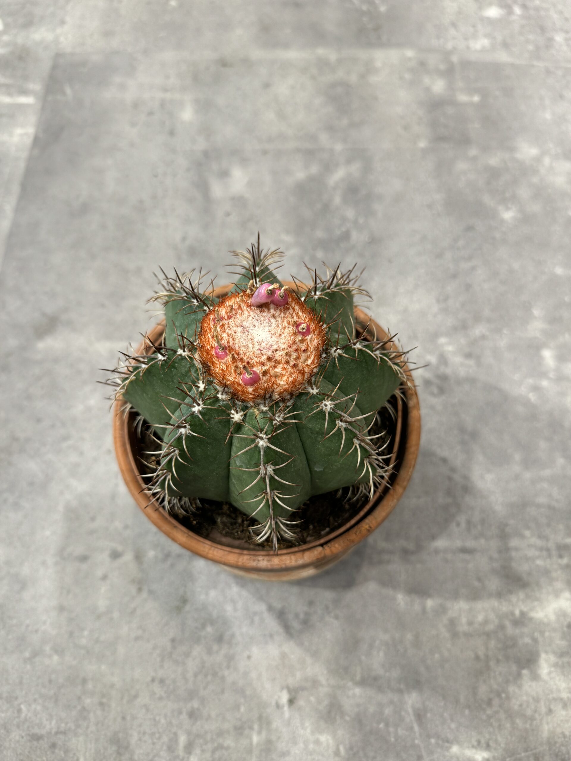 Melocactus - Køb stueplanter - Happyflower-dk
