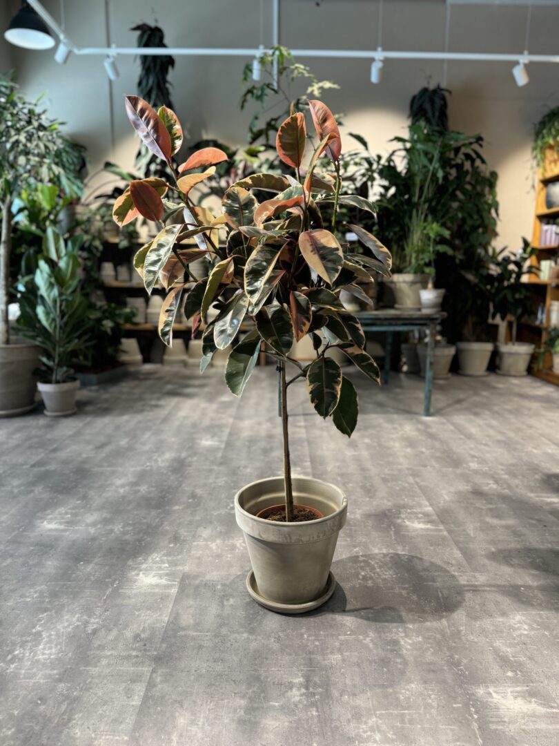 Opstammet Ficus Tineke - Happyflower-dk
