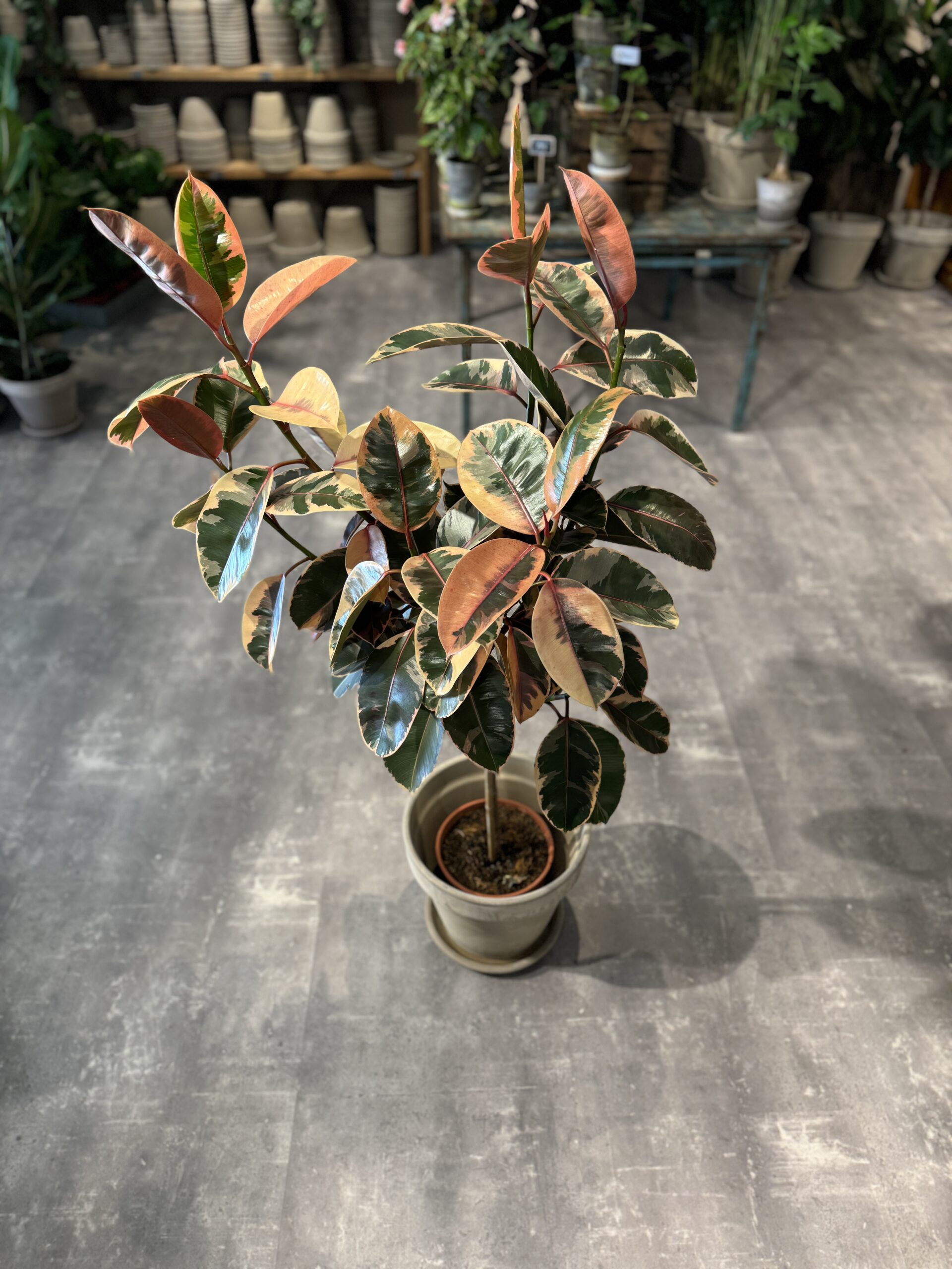 Opstammet Ficus Tineke blade - Happyflower-dk