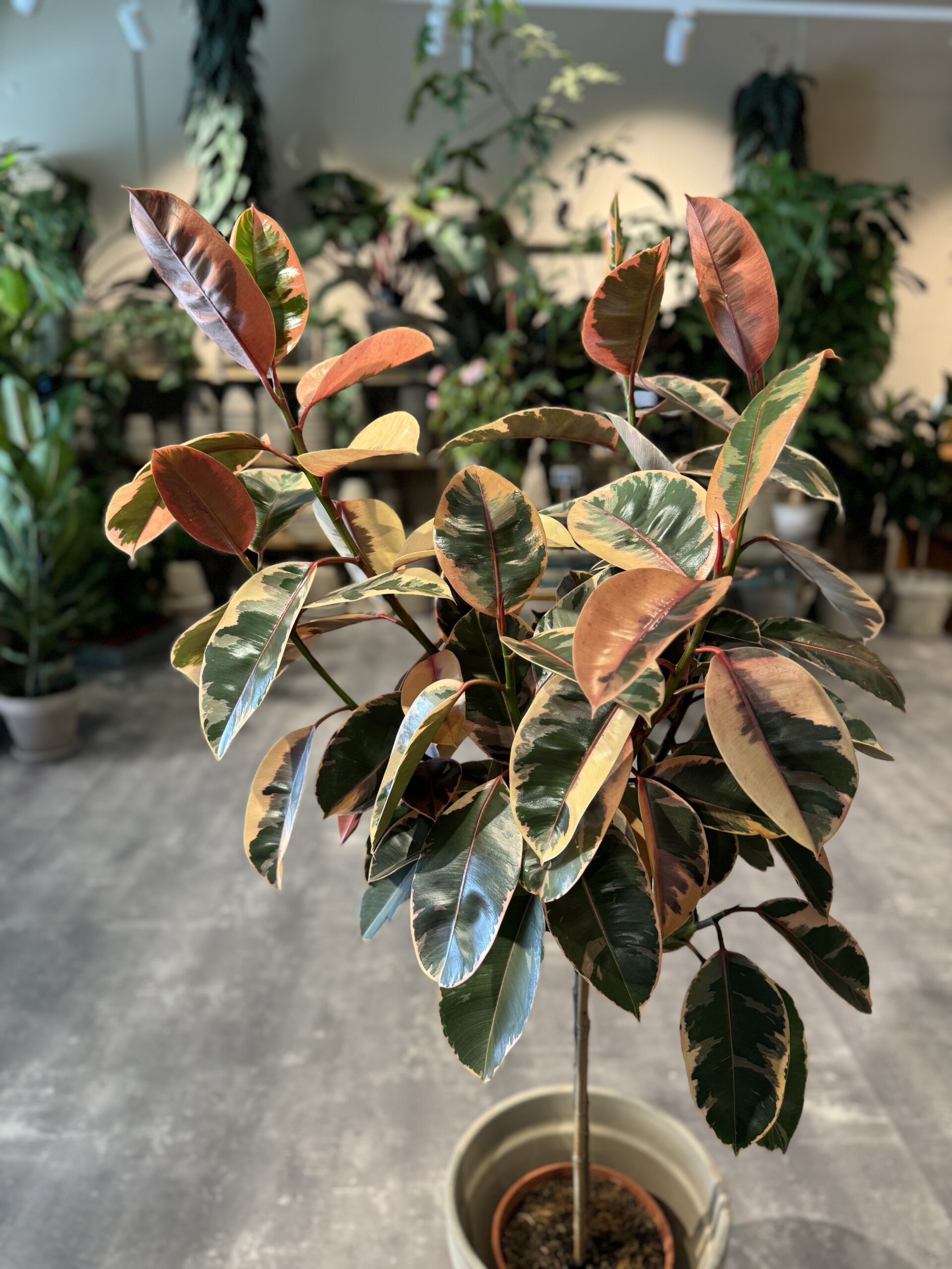 Opstammet Ficus Tineke krone - Happyflower-dk