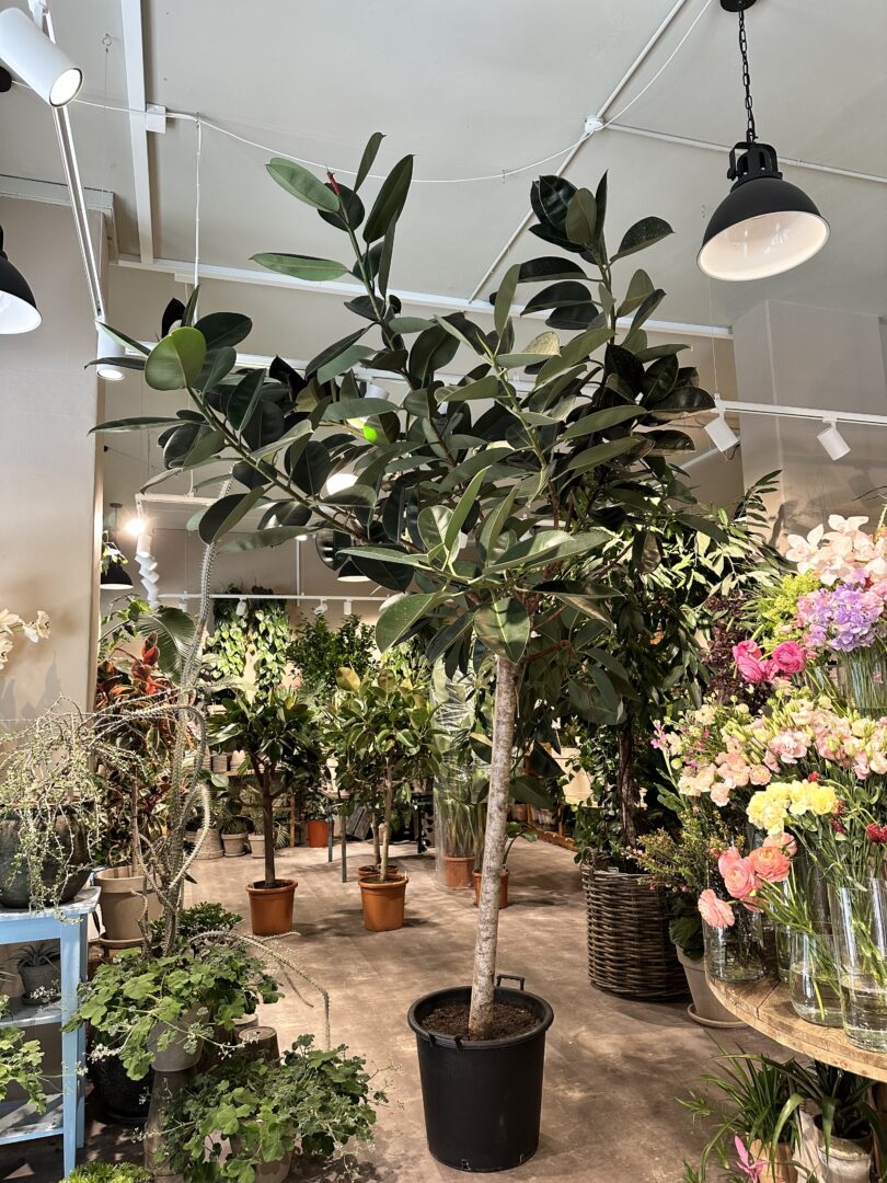 Opstammet Gummitræ 320 cm. - Store stueplanter - Happyflower-dk