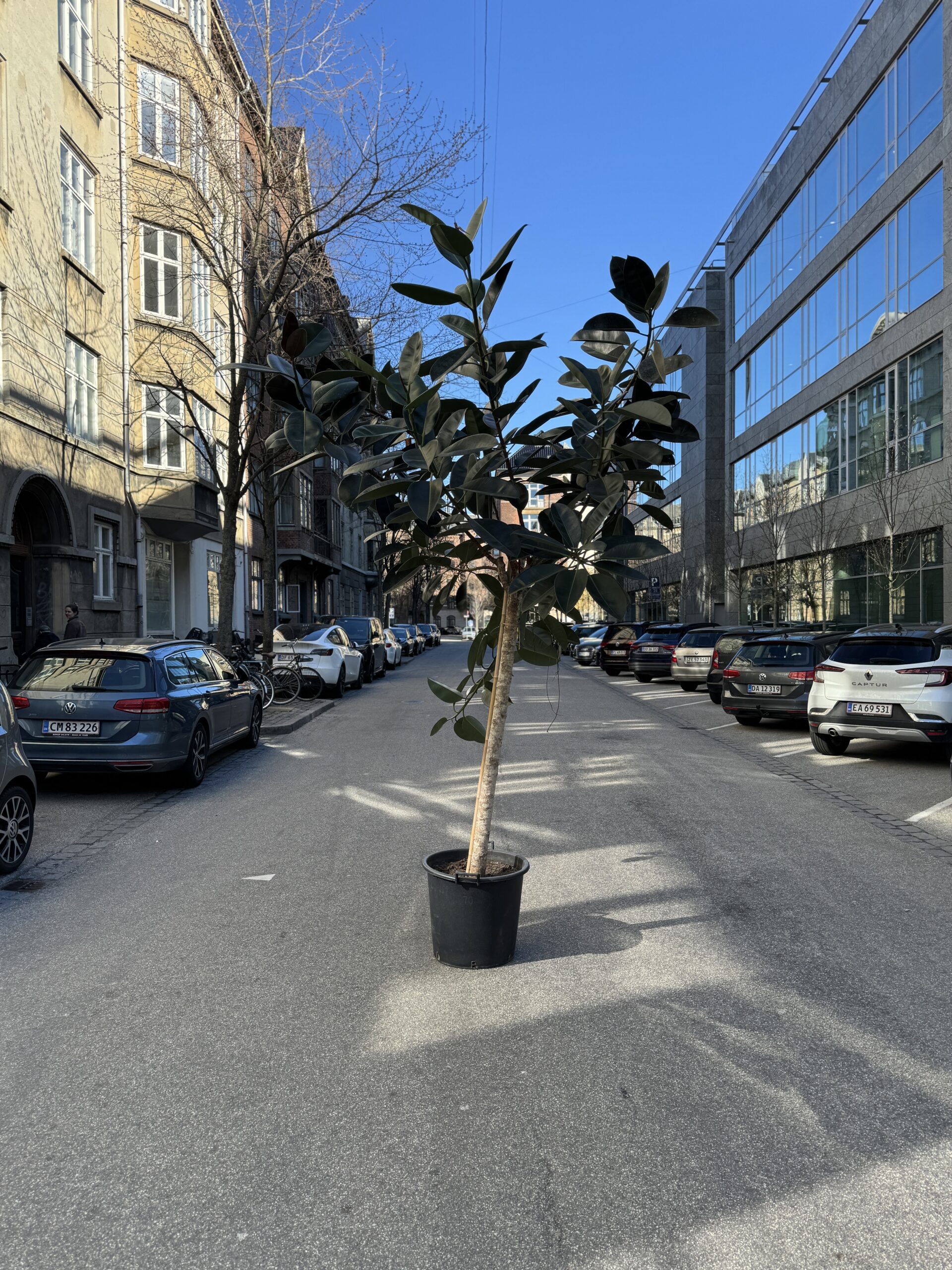 Opstammet Gummitræ 320 cm. - Store stueplanter billigt - Happyflower-dk