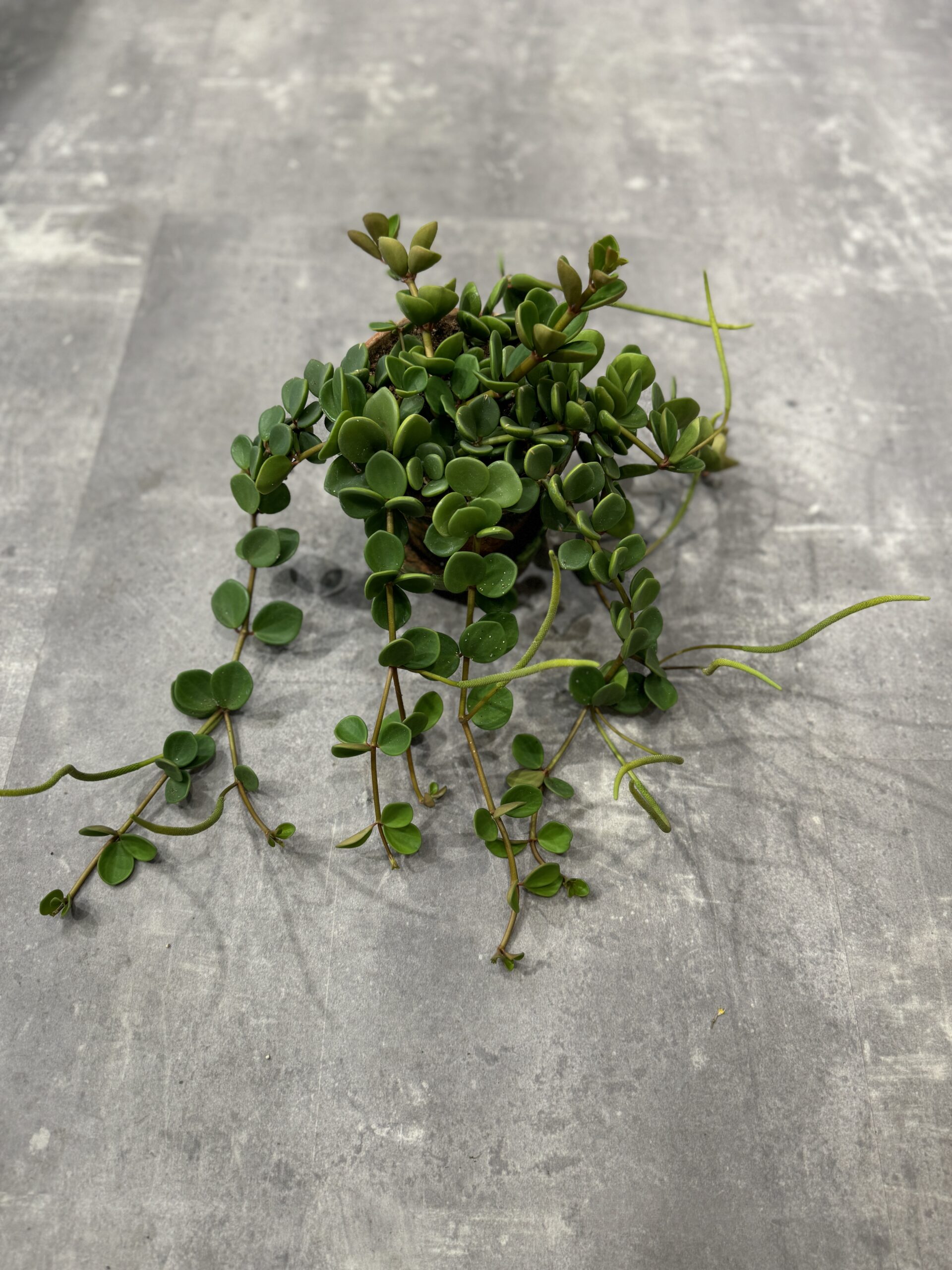 Peperomia musehale - Stueplanter - Happyflower-dk
