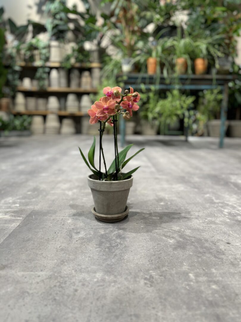 Phalaenopsis Peach - Happyflower-dk