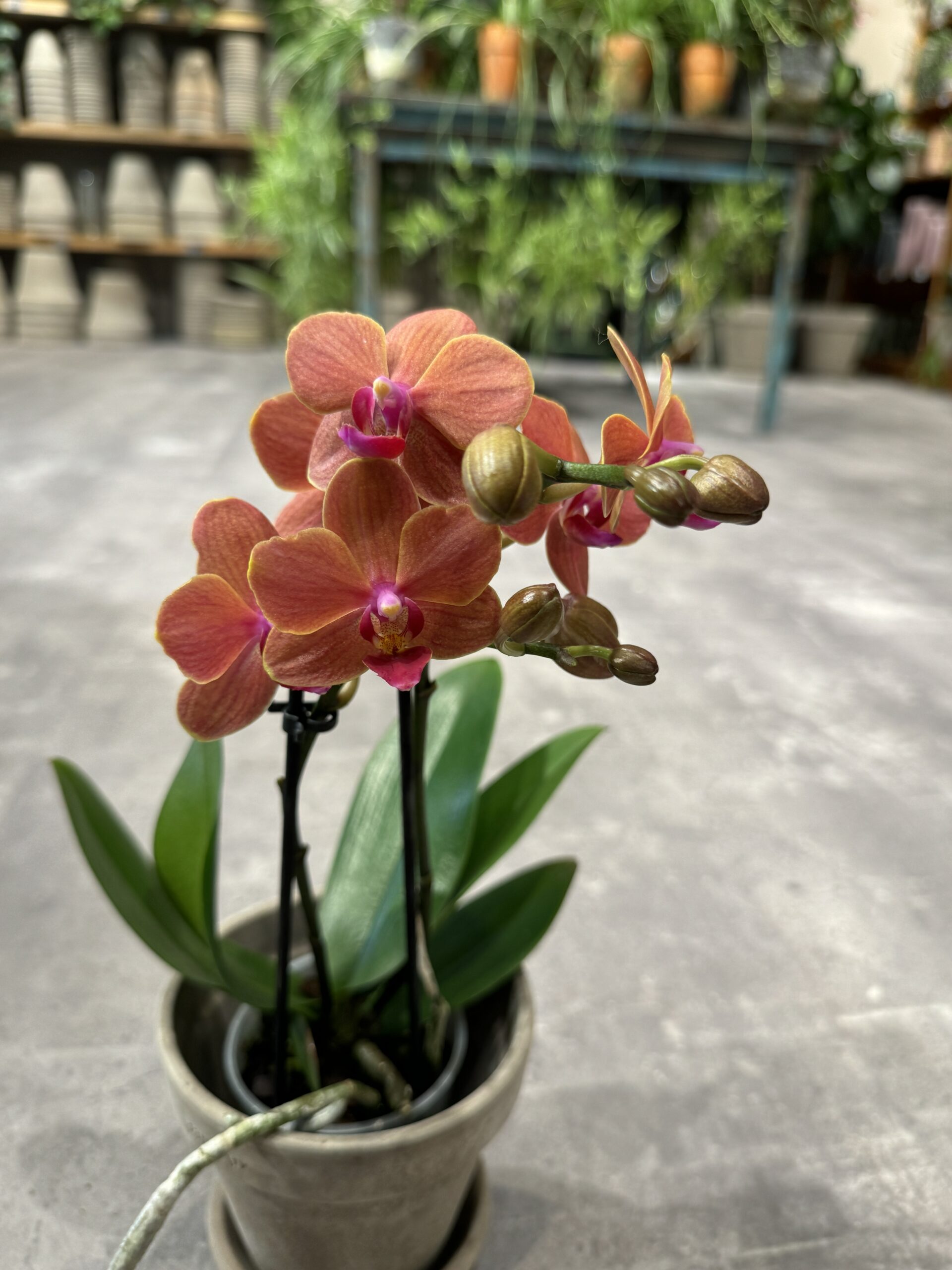 Phalaenopsis Peach orkide - Happyflower-dk