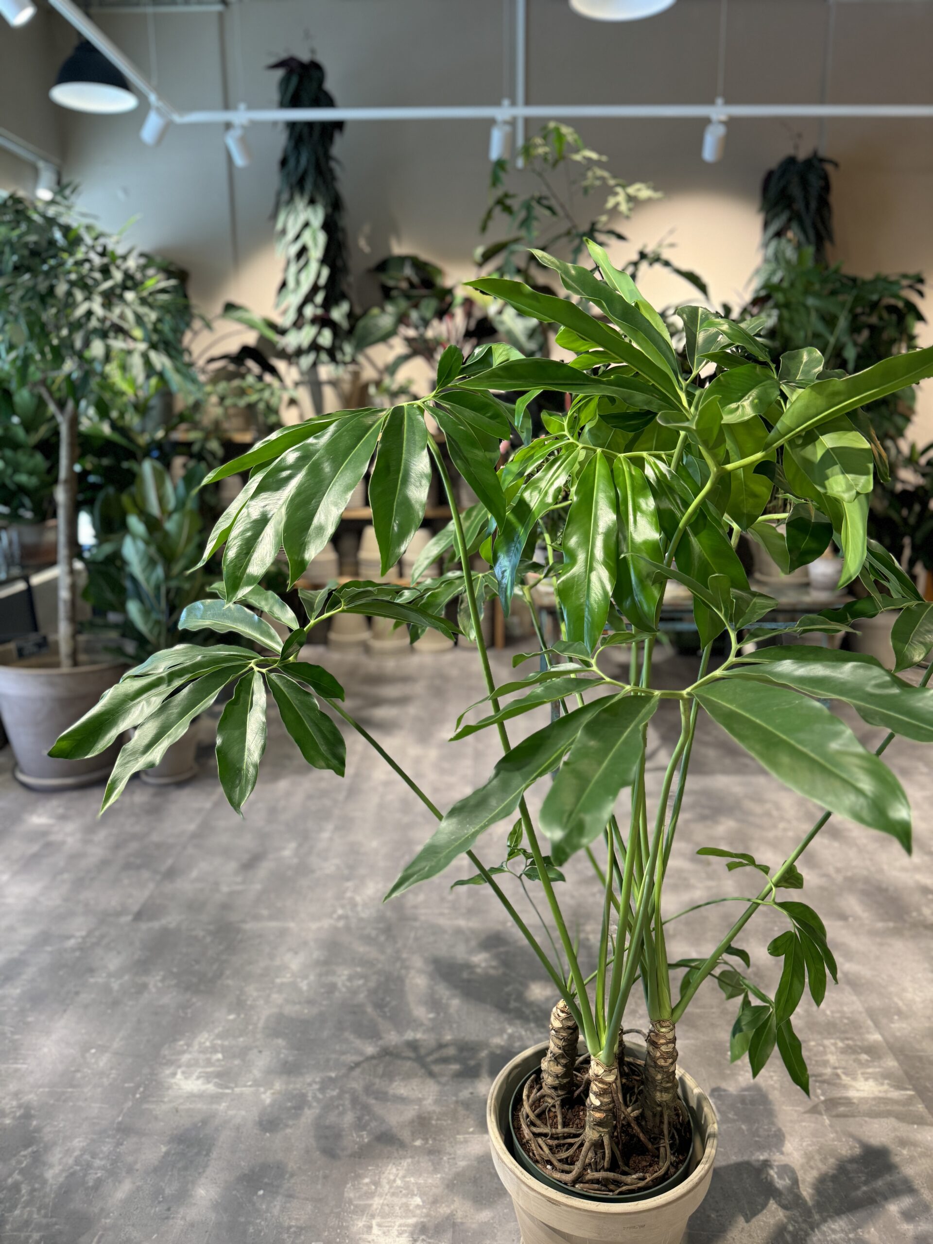 Philodendron Fun Bun - Happyflower-dk