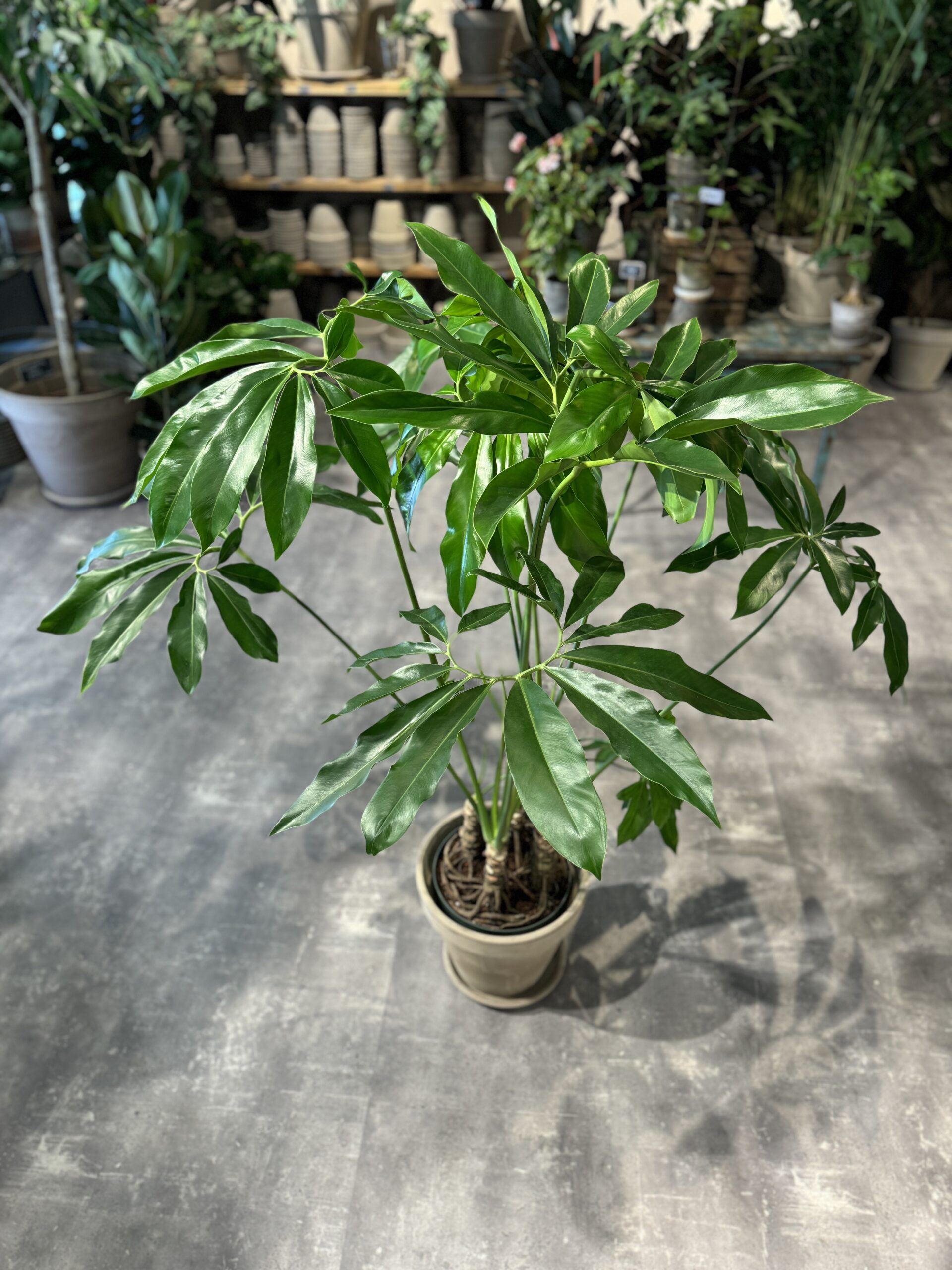 Philodendron Fun Bun billigt - Happyflower-dk