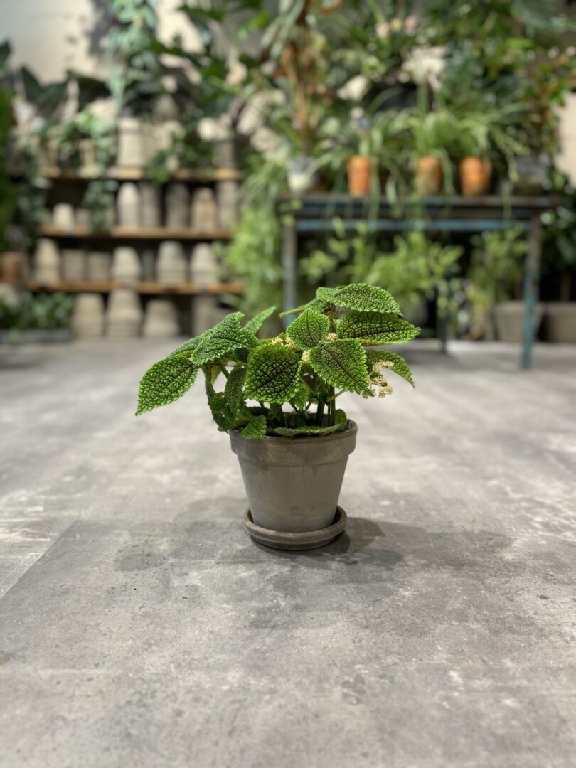 Pilea Moon Valley - Happyflower-dk