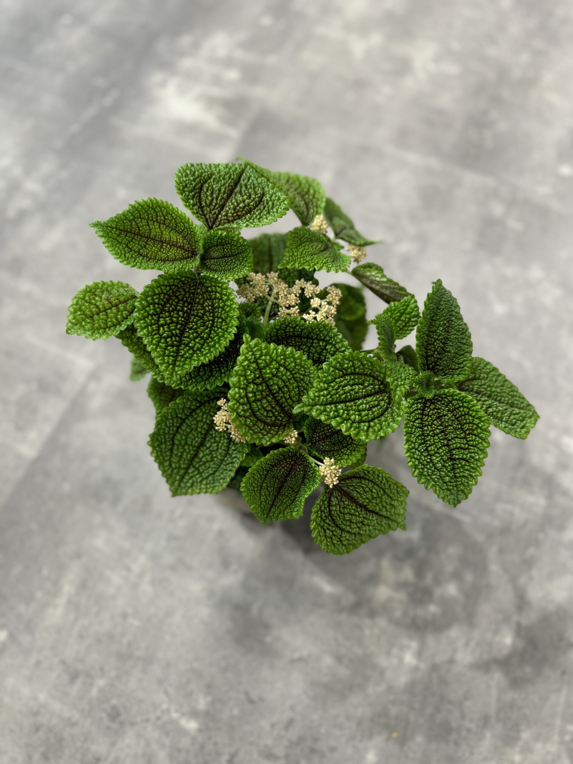 Pilea Moon Valley blade - Happyflower-dk