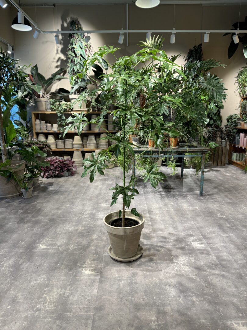 Kærlighedstræ 150-160 cm. - Australsk Kærlighedstræ - Happyflower-dk