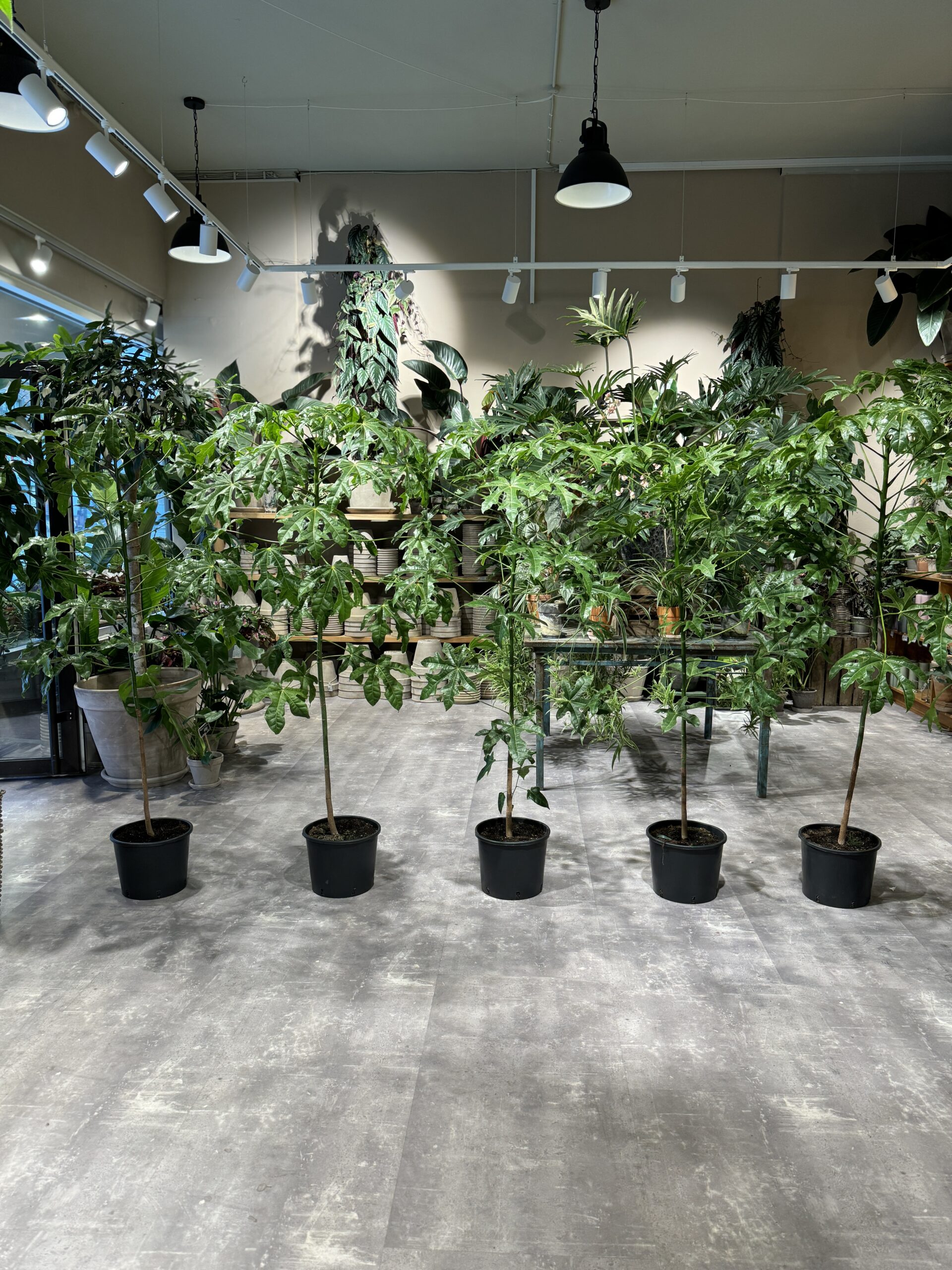 Kærlighedstræ 150-160 cm. - Australsk Kærlighedstræ billigt - Happyflower-dk