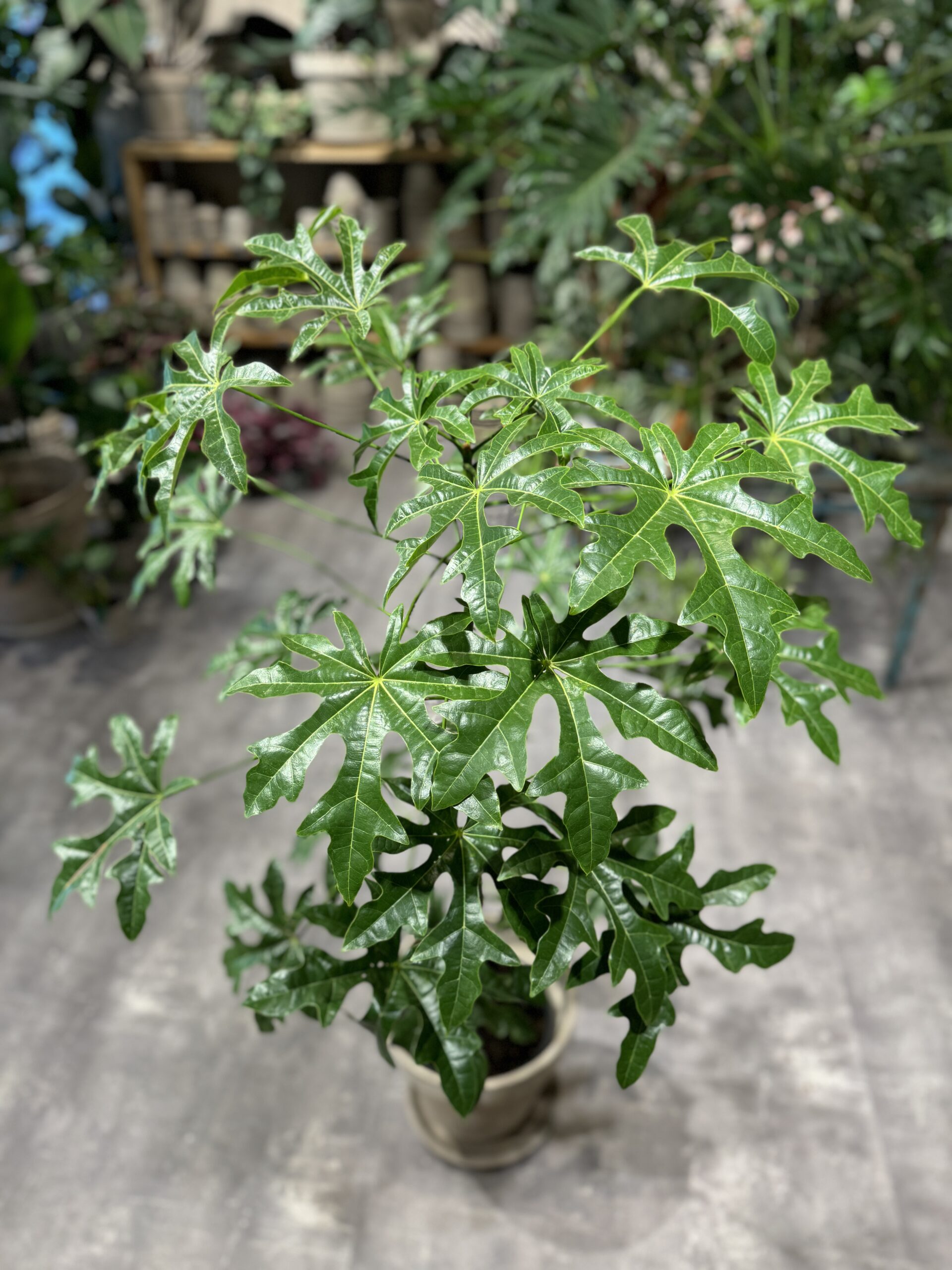 Kærlighedstræ 150-160 cm. - Blad - Australsk Kærlighedstræ - Happyflower-dk