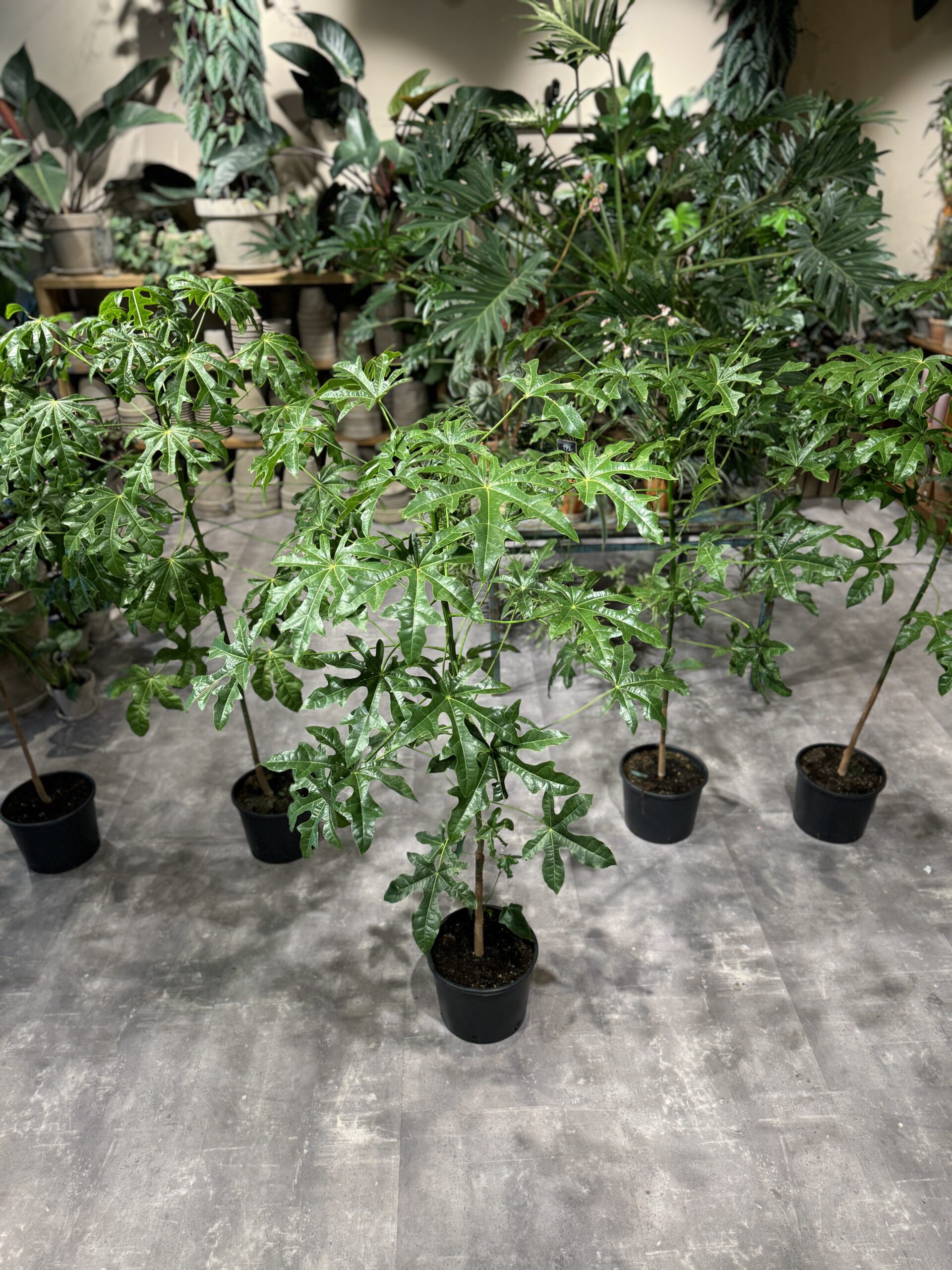 Kærlighedstræ 150-160 cm. - Køb Australsk Kærlighedstræ - Happyflower-dk