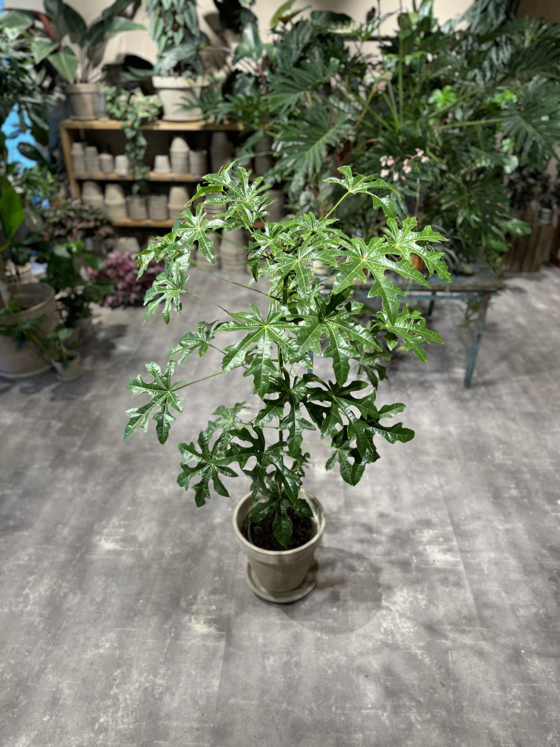 Kærlighedstræ 150-160 cm. krone - Australsk Kærlighedstræ - Happyflower-dk