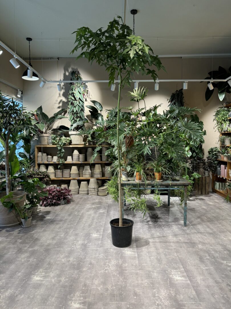 Kærlighedstræ 270-290 cm. - Australsk Kærlighedstræ - Happyflower-dk