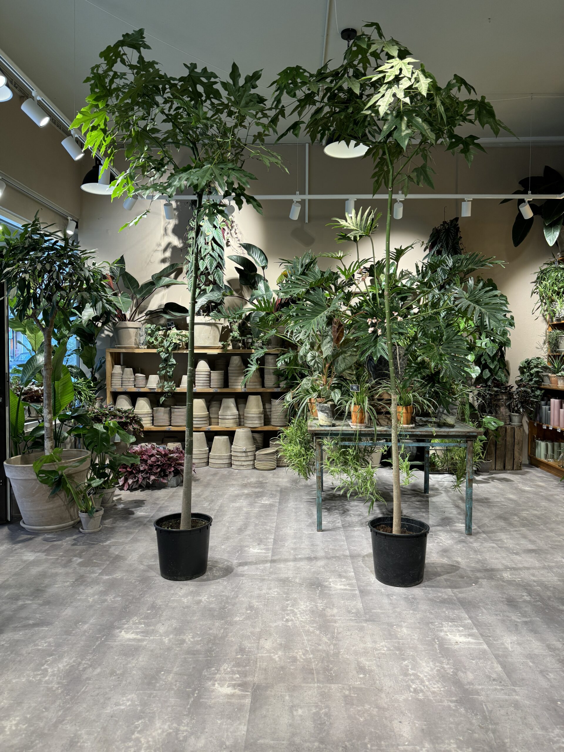 Kærlighedstræ 270-290 cm. - Stor Australsk Kærlighedstræ - Happyflower-dk