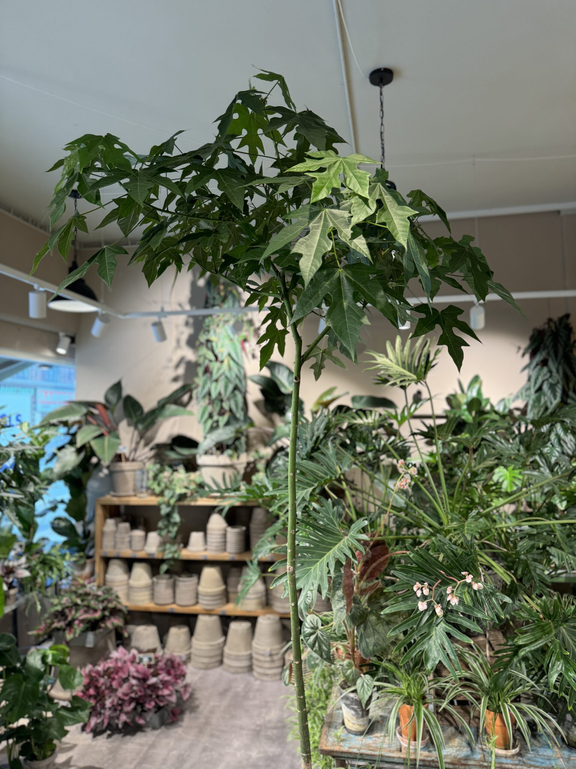 Kærlighedstræ 270-290 cm. krone - Australsk Kærlighedstræ - Happyflower-dk