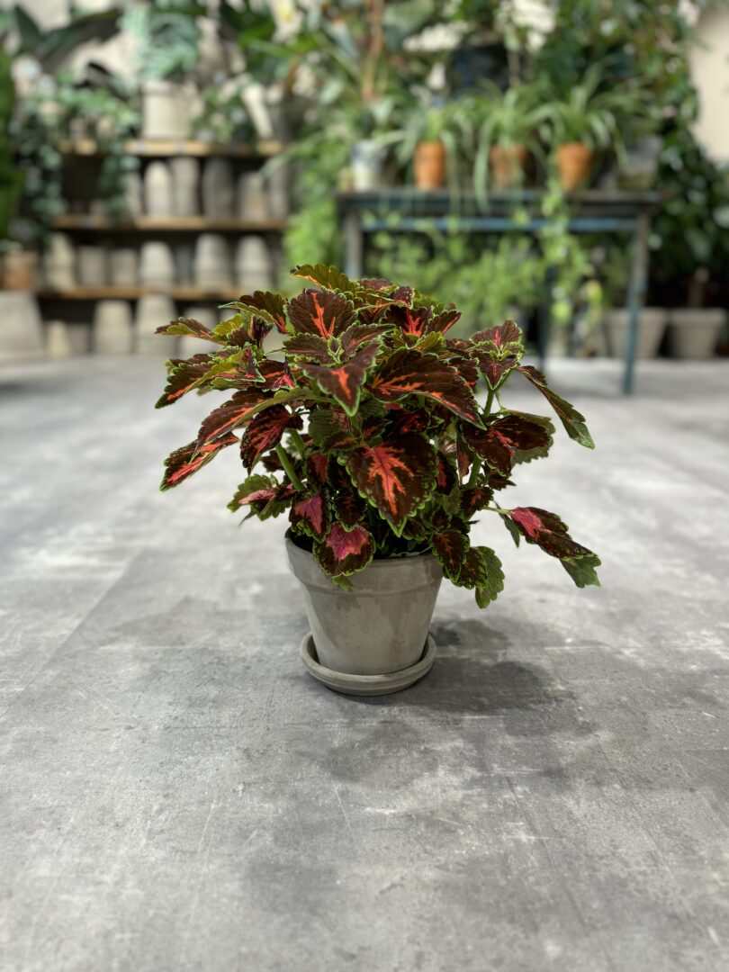 Paletblad - Happyflower-dk