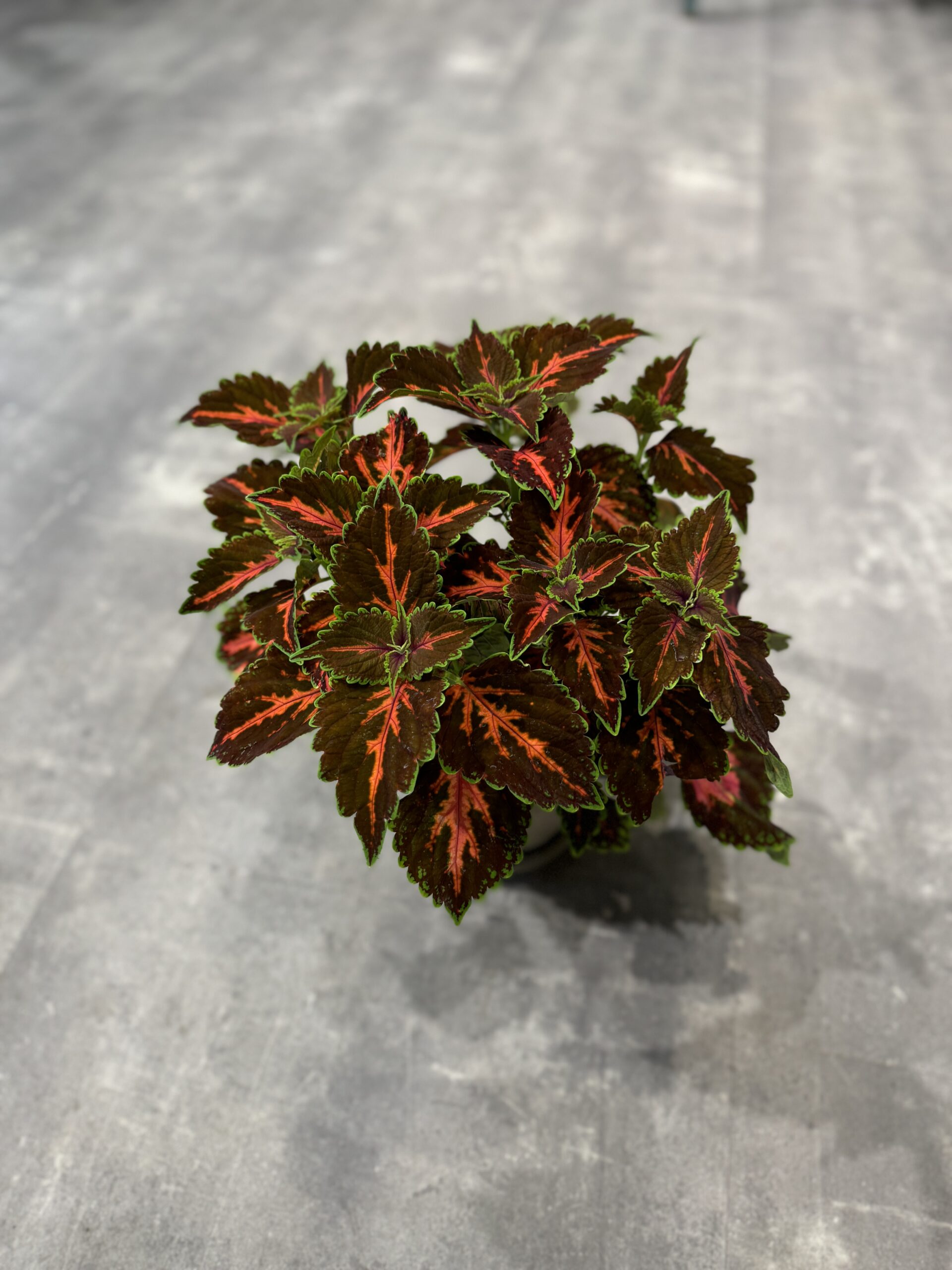 Paletblad - Køb stueplanter - Happyflower-dk