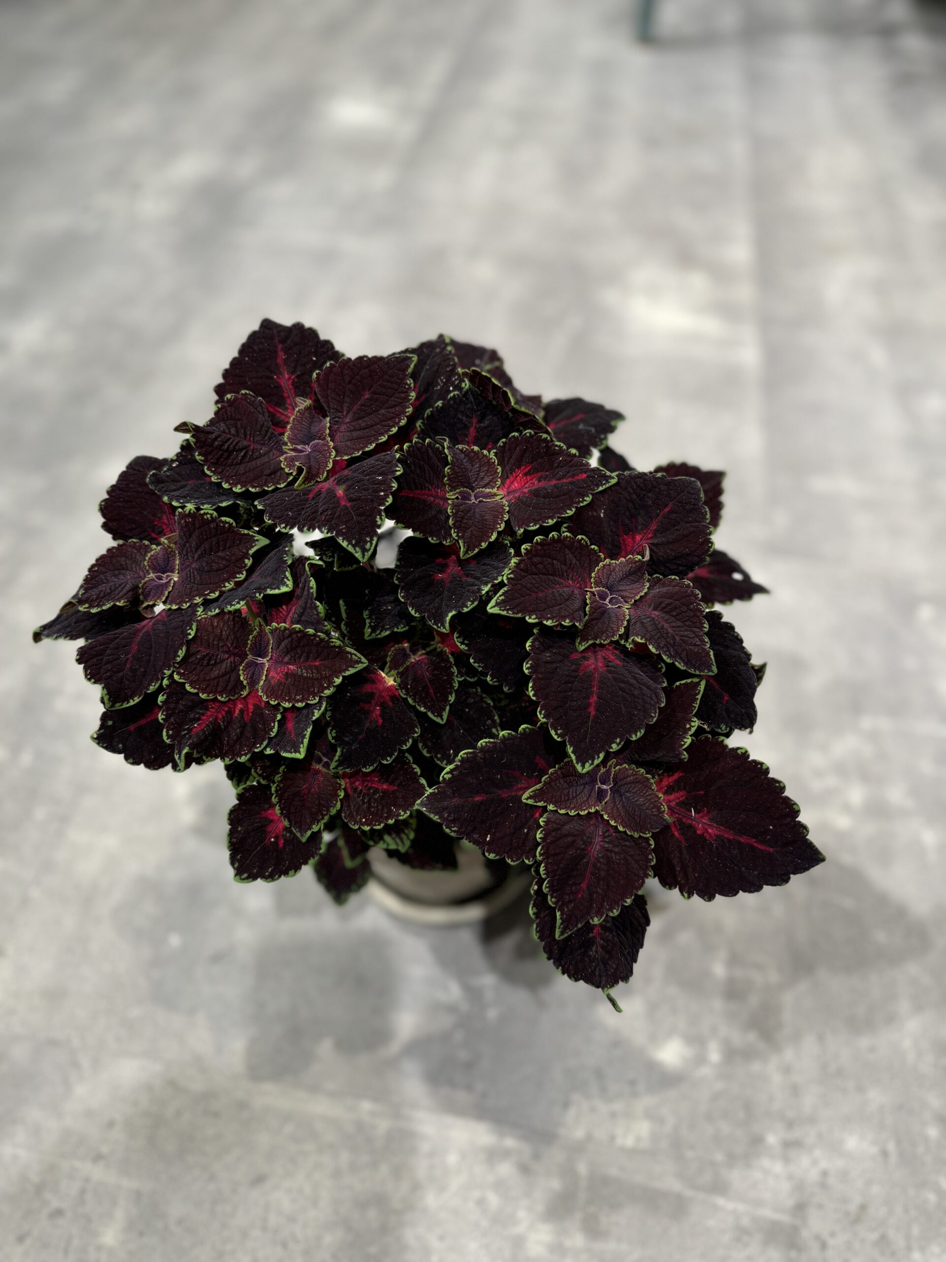 Paletblad - Køb stueplanter online - Happyflower-dk