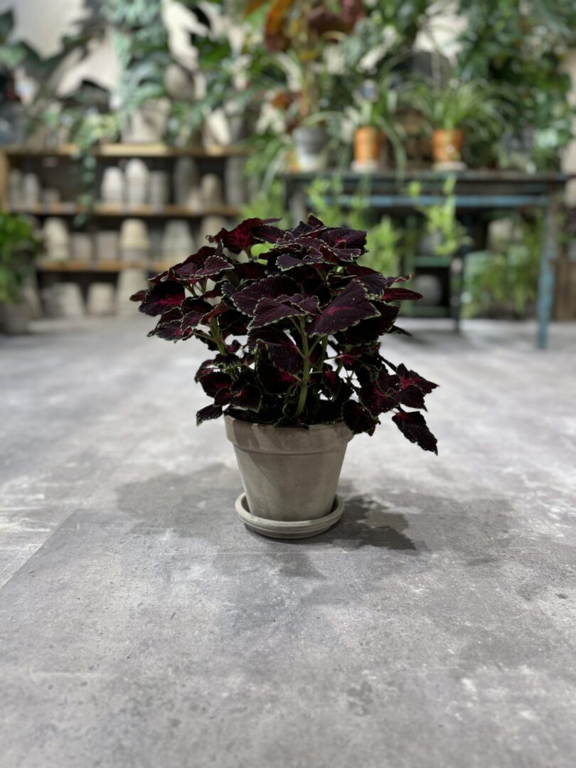 Paletblad mørk - Køb stueplanter - Happyflower-dk