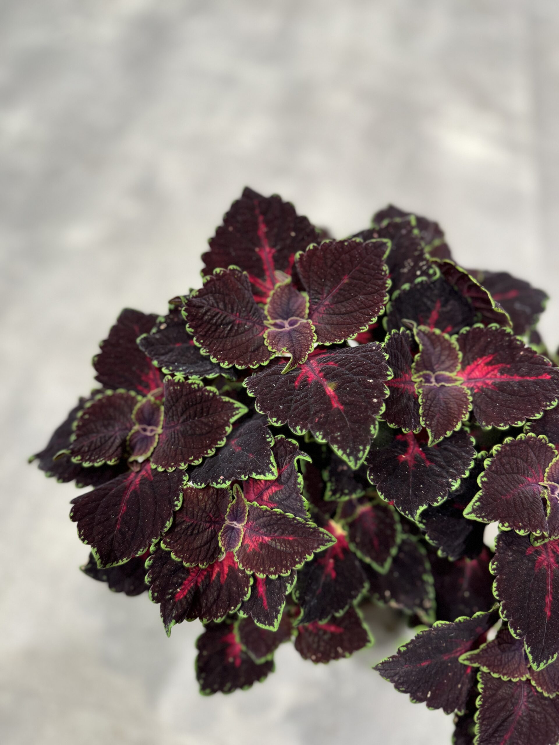 Paletblad - stueplanter - Happyflower-dk