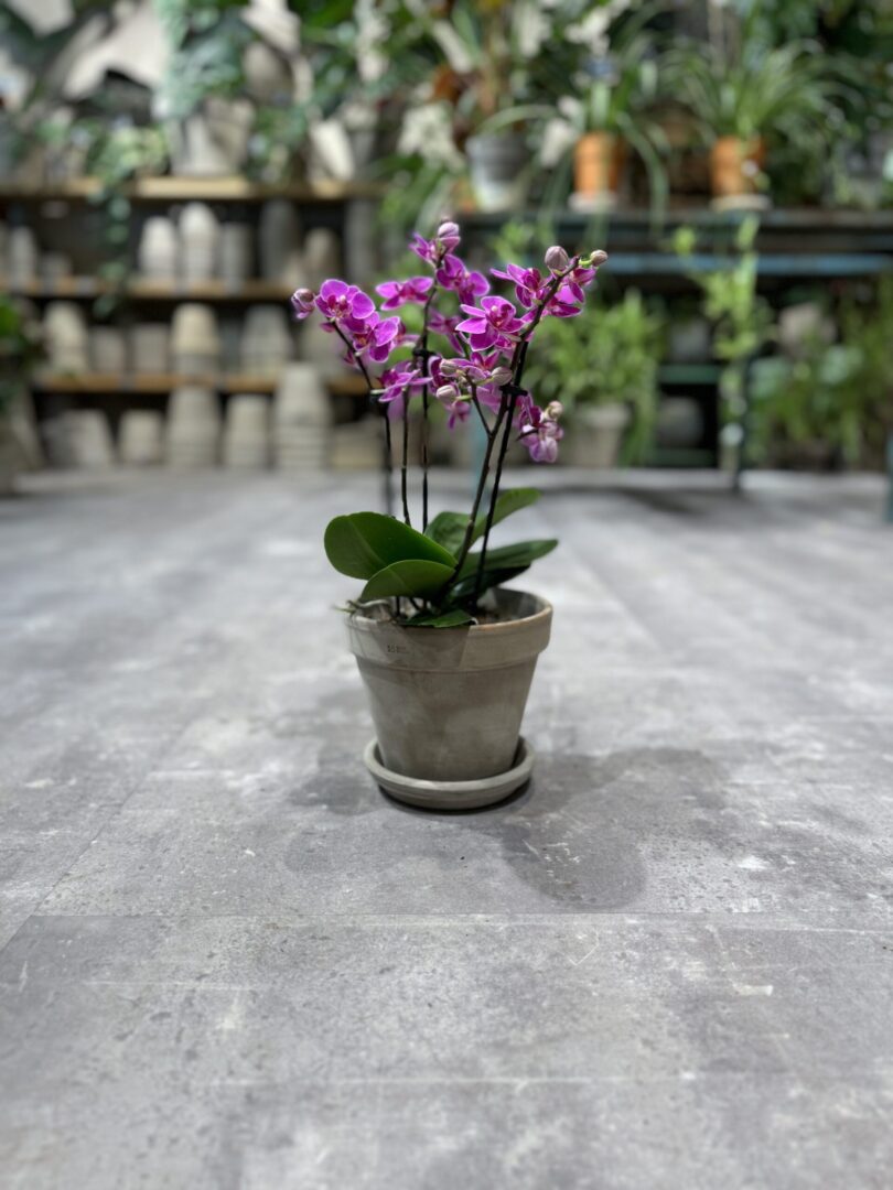 Phalaenopsis Pink - Happyflower-dk