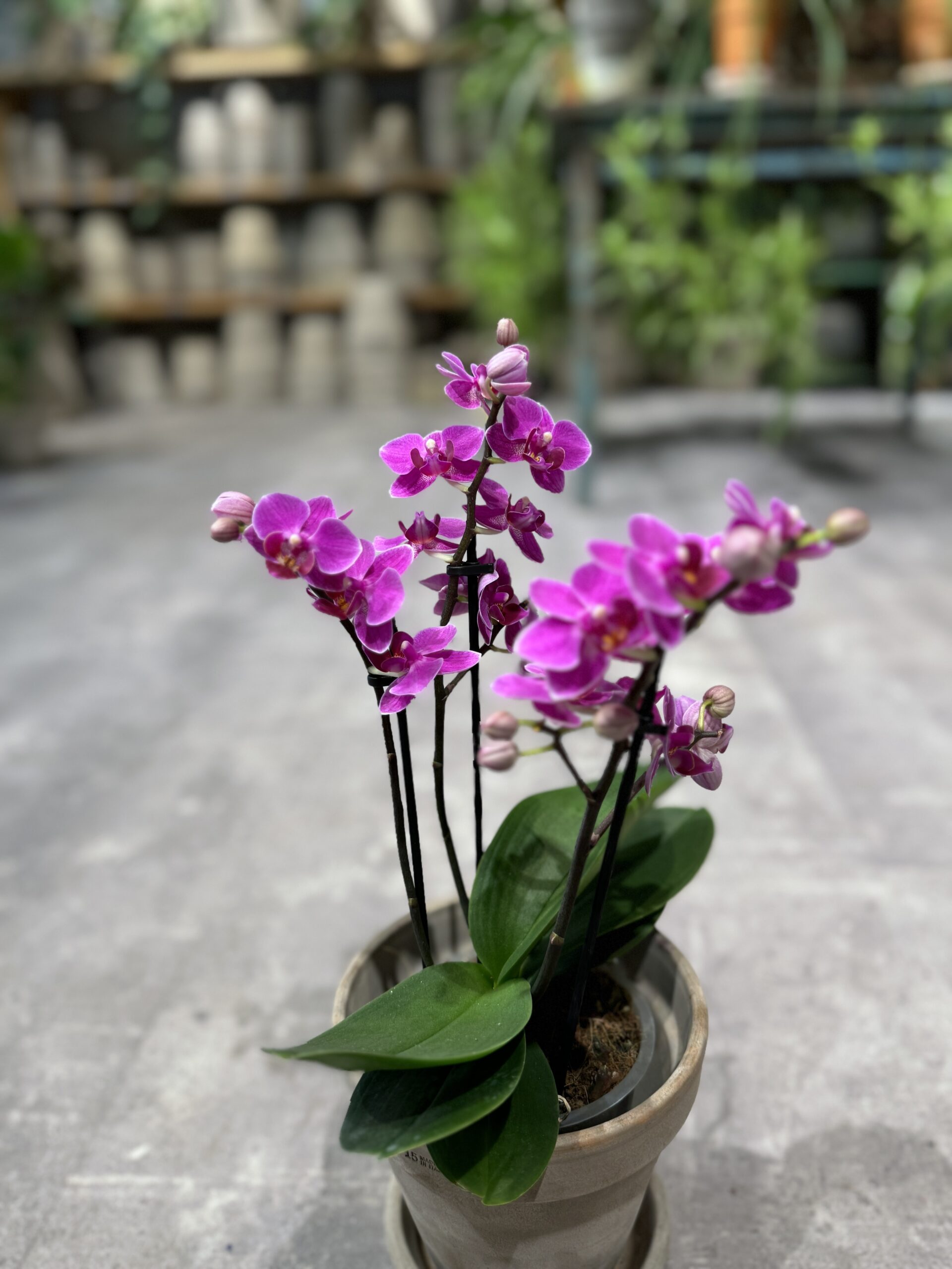 Phalaenopsis Pink blomst - Happyflower-dk