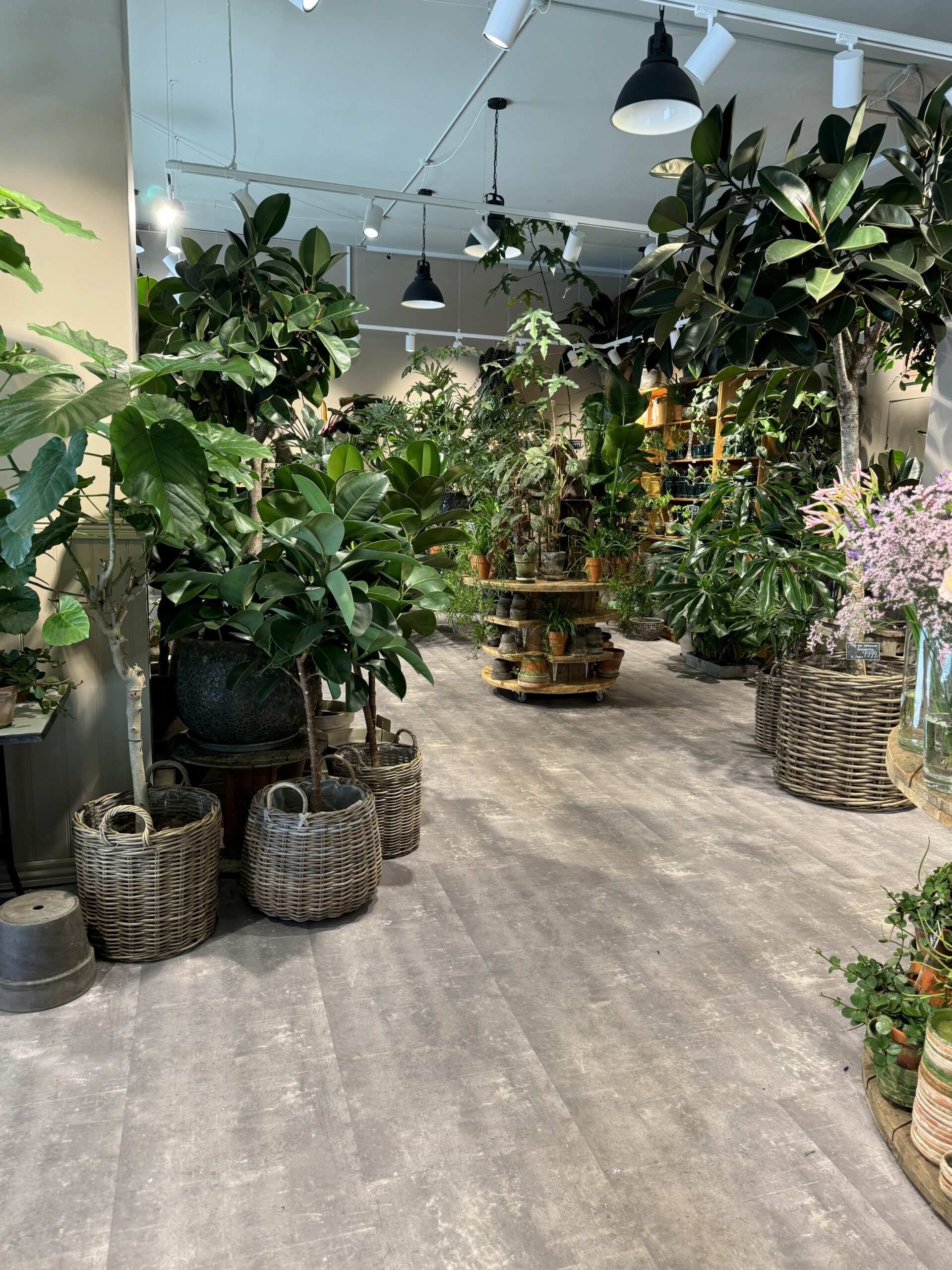 Store planter - Køb store stueplanter - Happyflower-dk