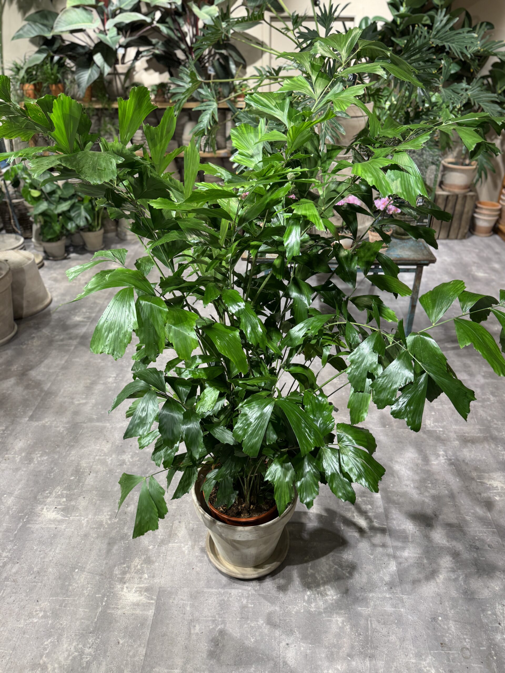 Caryota Mitis stor - Caryota blade - Happyflower-dk