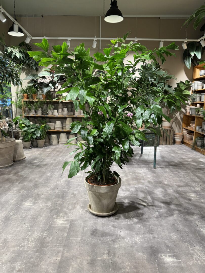Caryota Mitis stor - Happyflower-dk