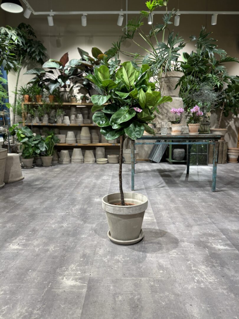 Opstammet Violinfigen 110-130 cm. - Happyflower-dk