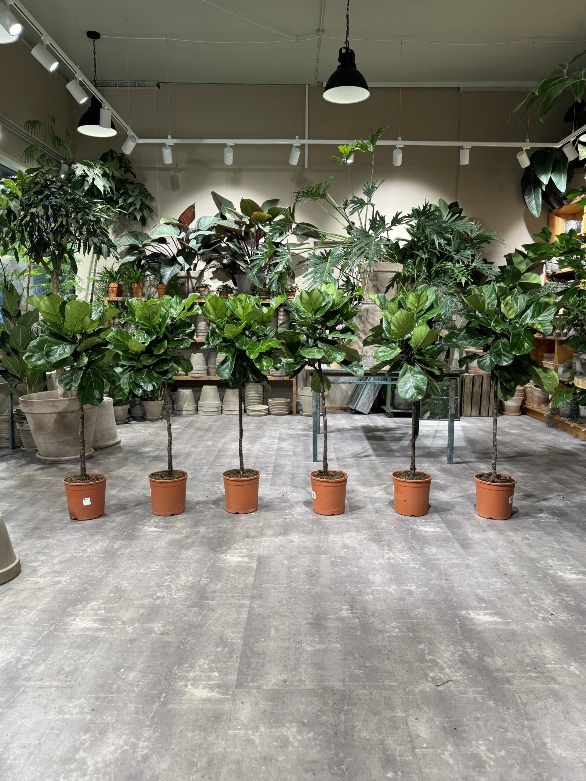 Opstammet Violinfigen 110-130 cm. - Violinfigen - Happyflower-dk