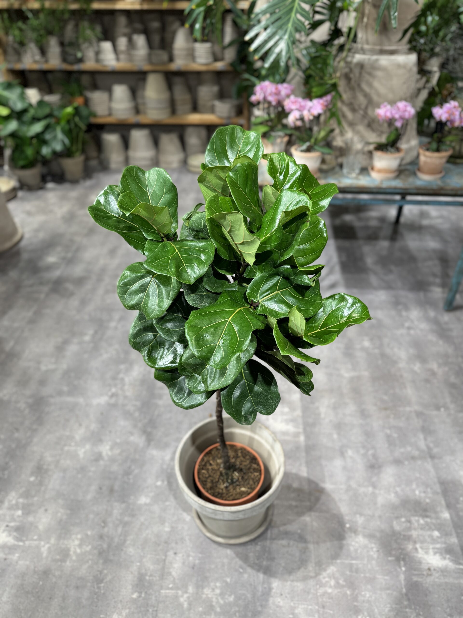 Opstammet Violinfigen 110-130 cm. - Violinfigen krone - Happyflower-dk