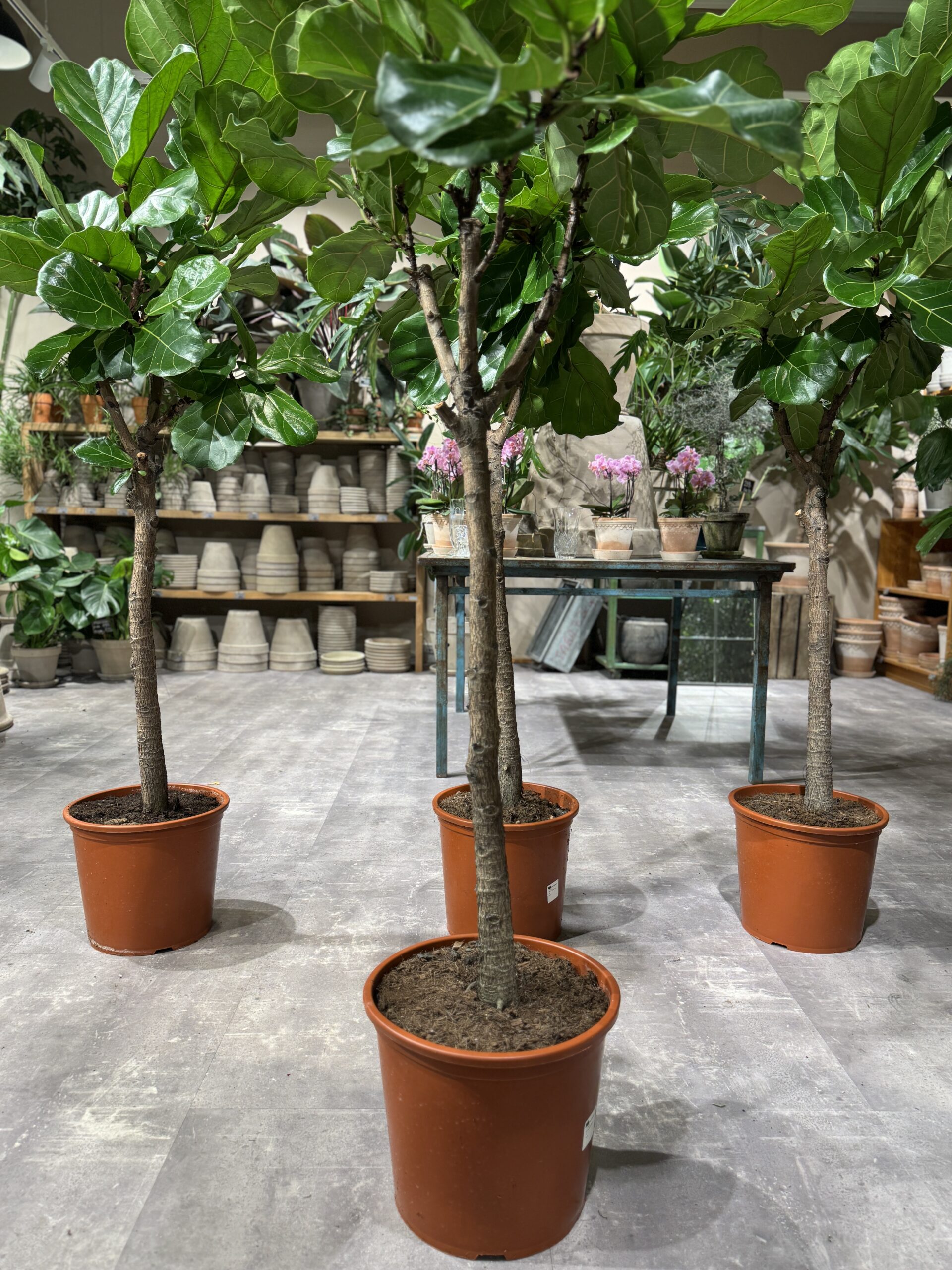 Opstammet Violinfigen 110-130 cm. - Violinfigen stamme - Happyflower-dk