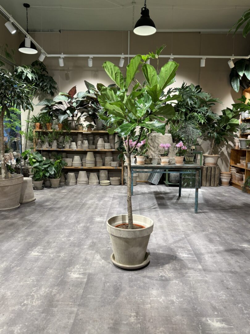 Opstammet Violinfigen 170-190 cm. - Violinfigen - Happyflower-dk