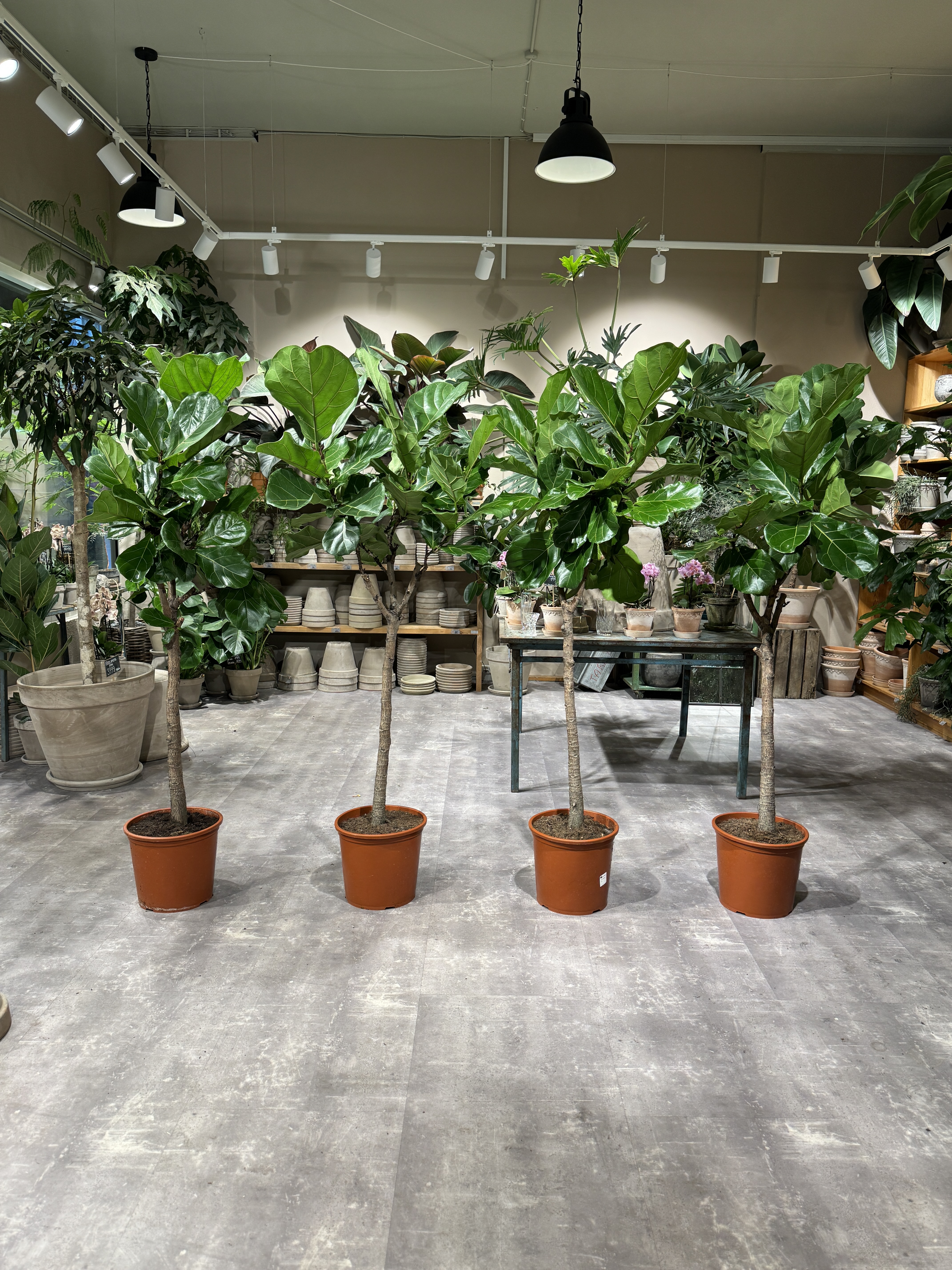 Opstammet Violinfigen 170-190 cm. - Violinfigen planter - Happyflower-dk