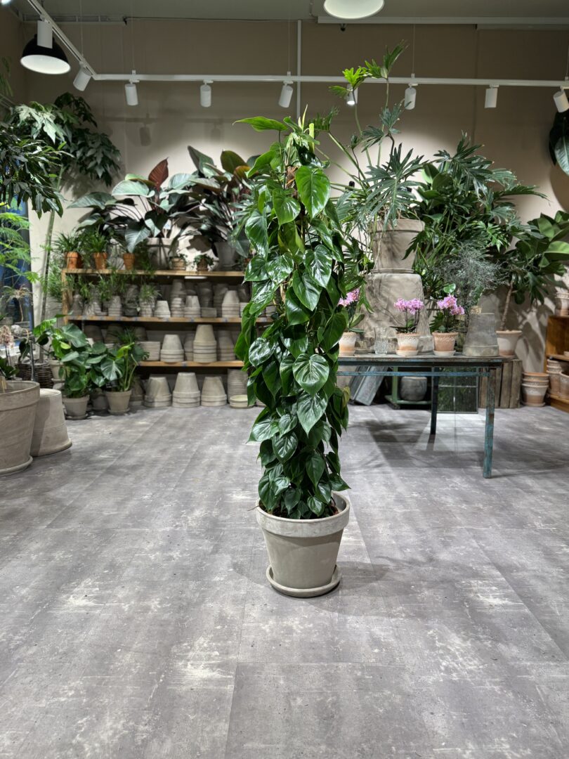 Philodendron Scandens - Happyflower-dk