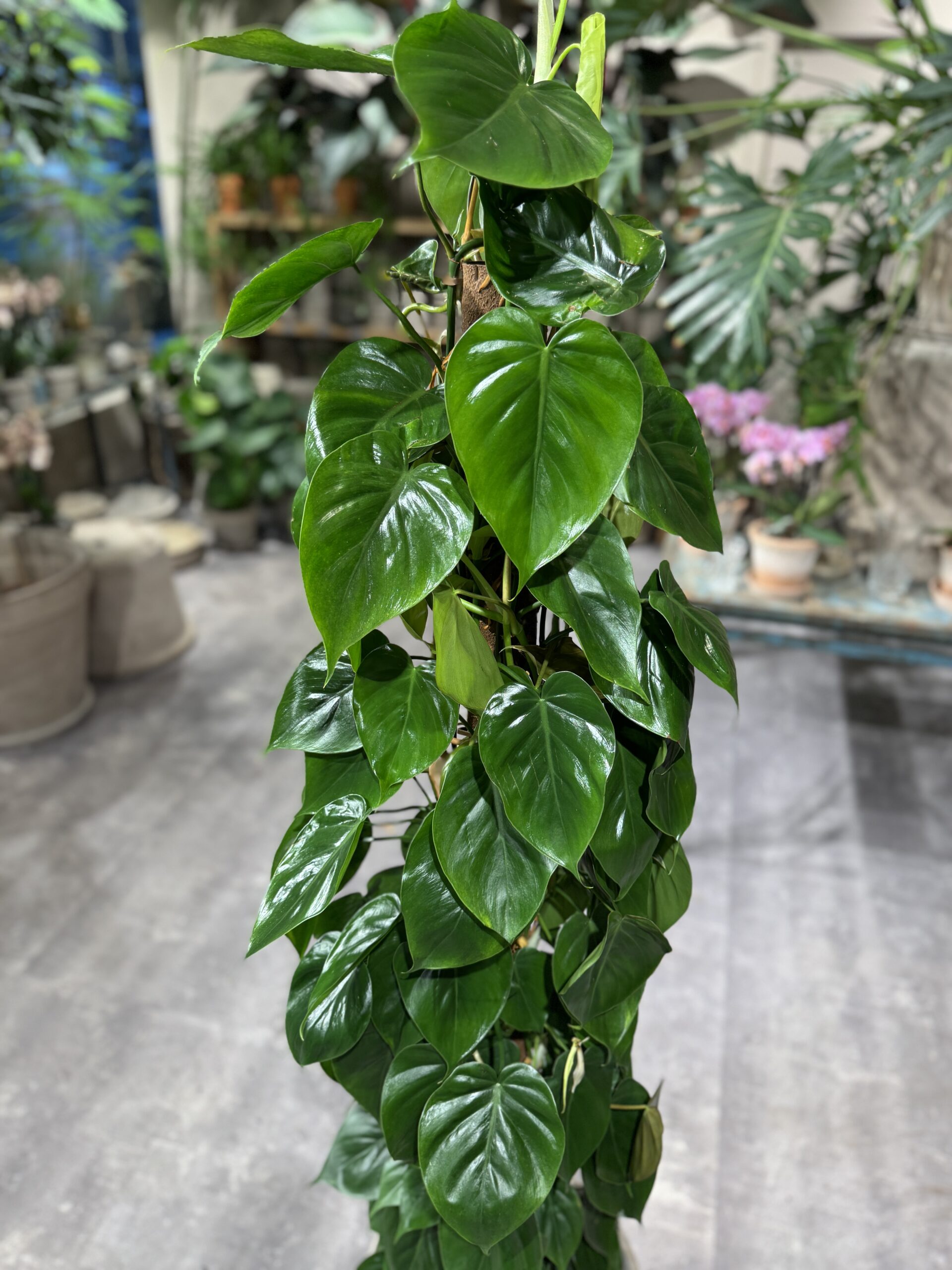 Philodendron-Scandens-billigt-Happyflower-dk-scaled