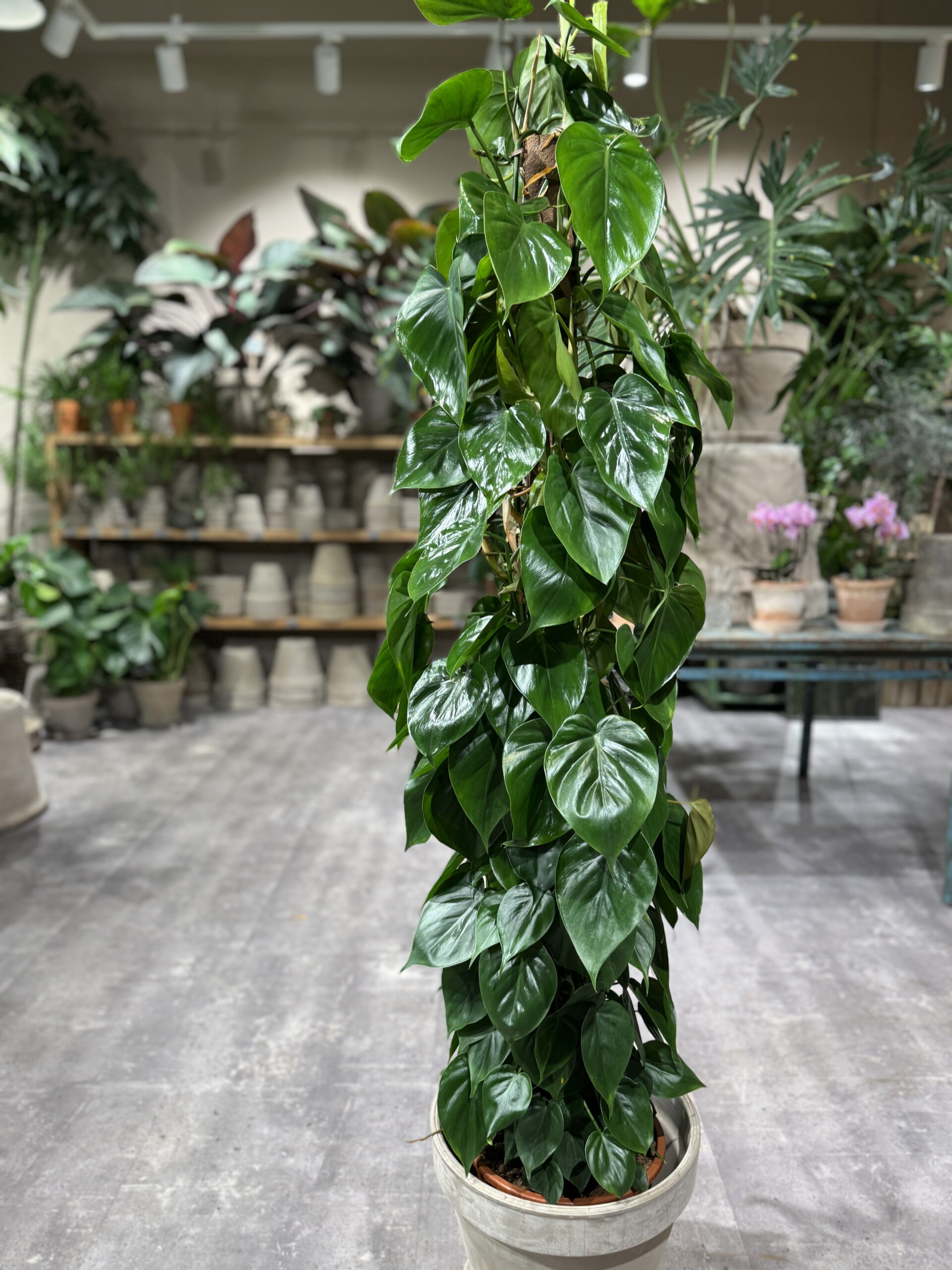 Philodendron-Scandens-blade-Happyflower-dk-scaled