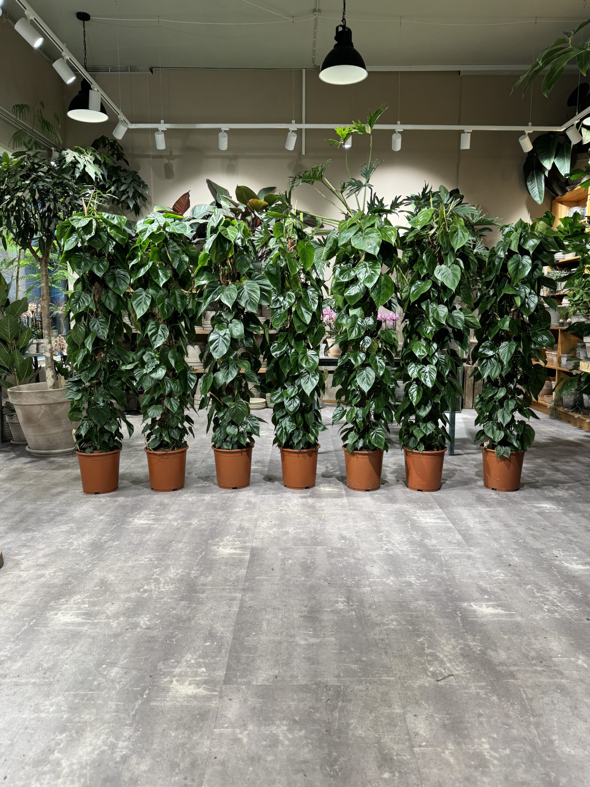 Philodendron Scandens stueplanter - Happyflower-dk