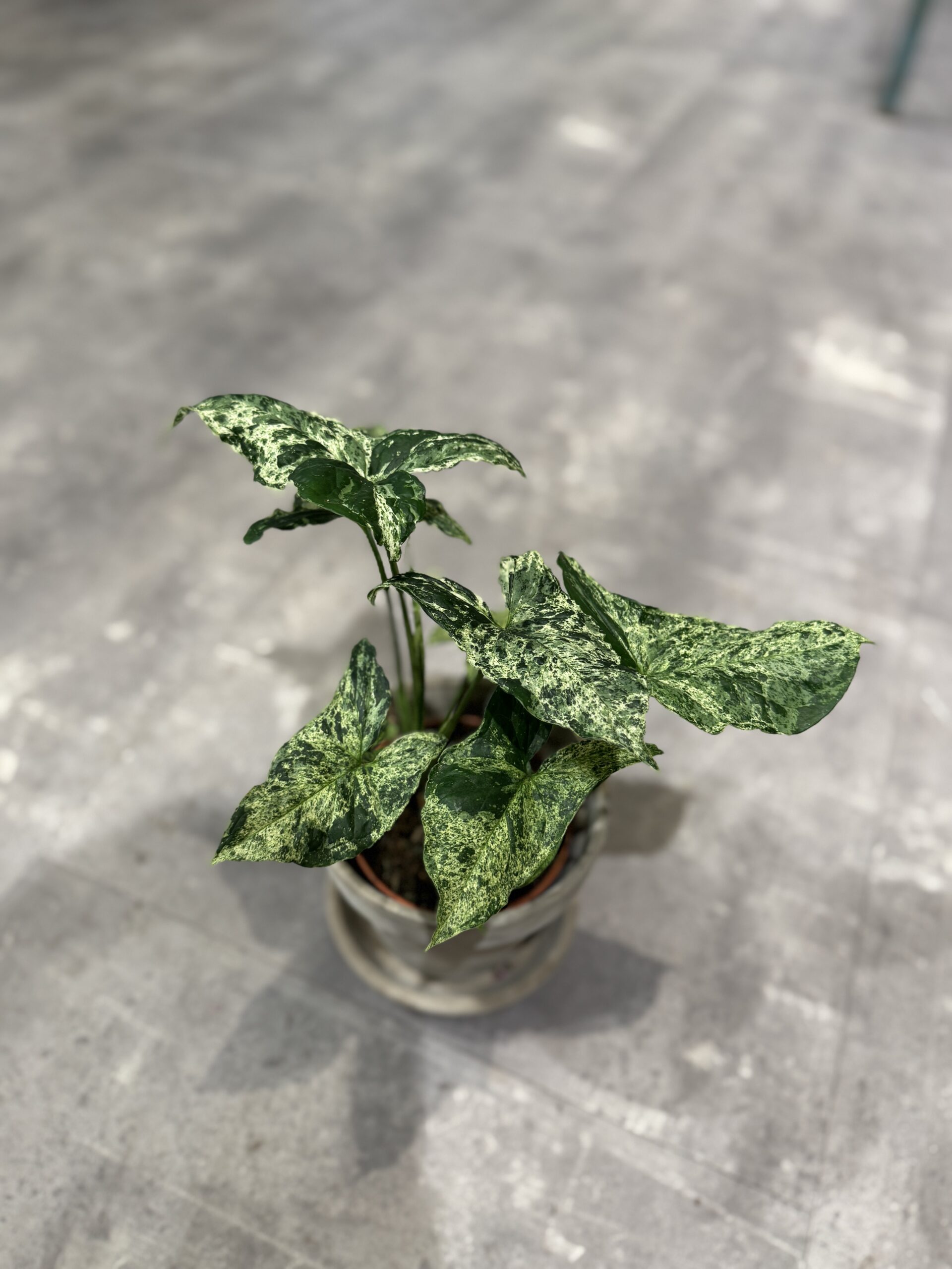 Alocasia - Grønne stueplanter - Happyflower-dk