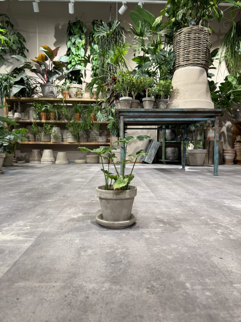 Alocasia - Happyflower-dk