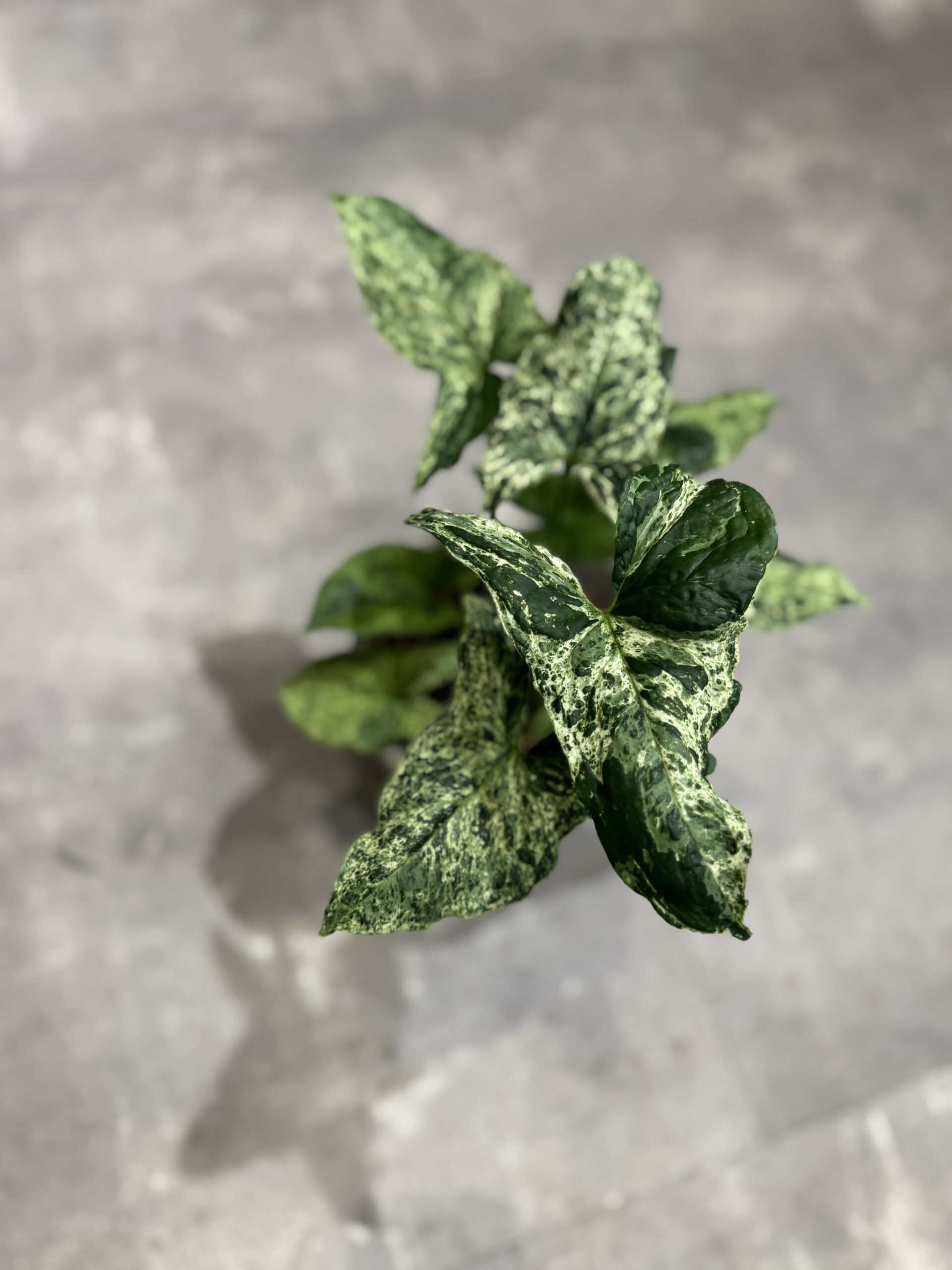 Alocasia-Stueplanter-billigt-Happyflower-dk-