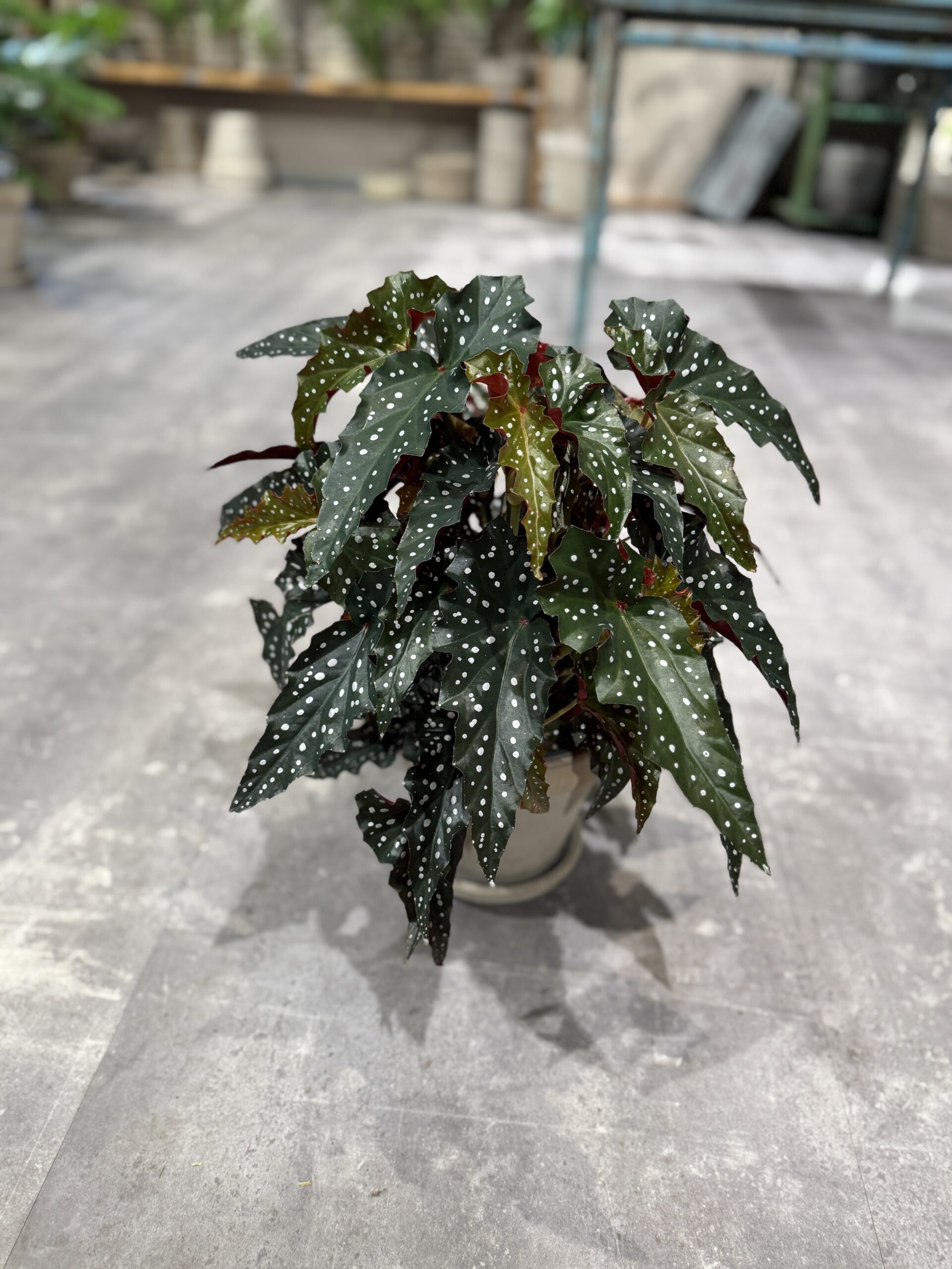 Begonia Polka Dot - Blade - Happyflower-dk