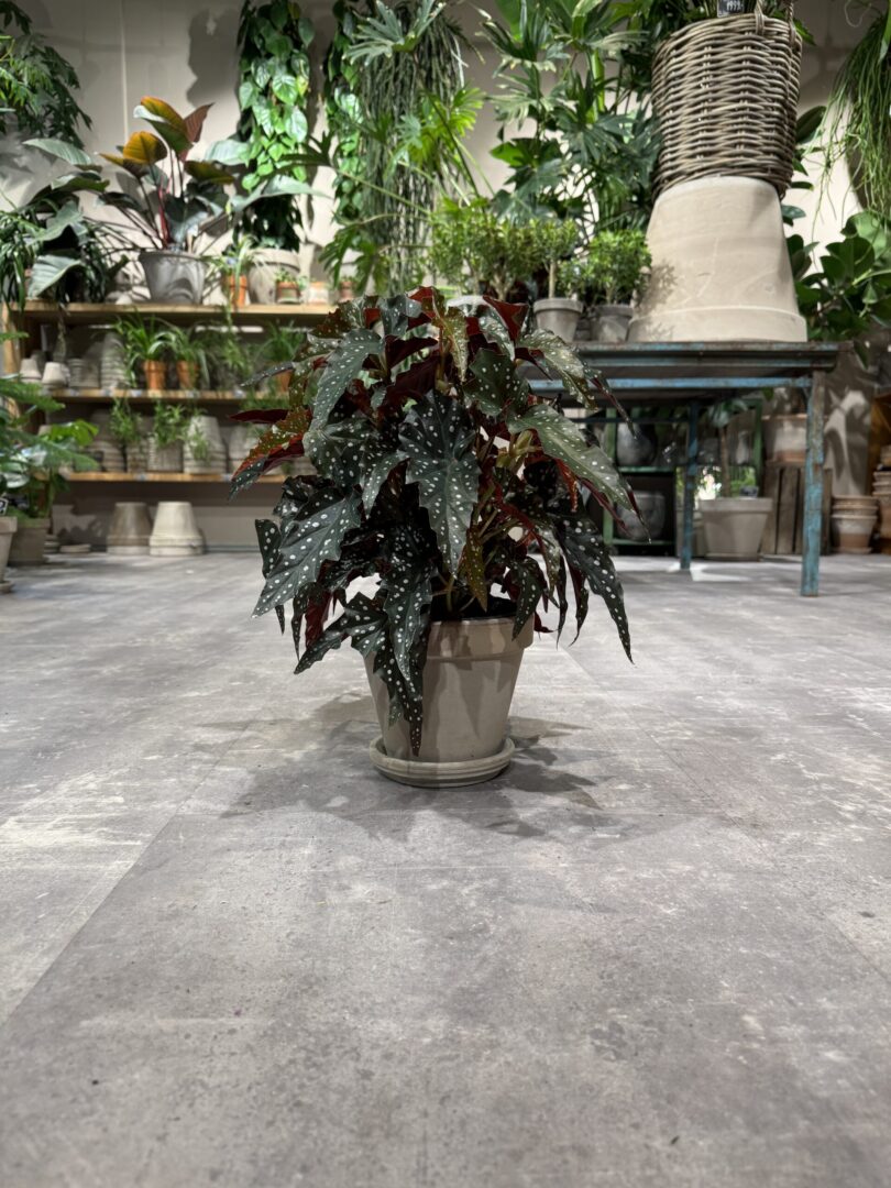 Begonia Polka Dot - Happyflower-dk